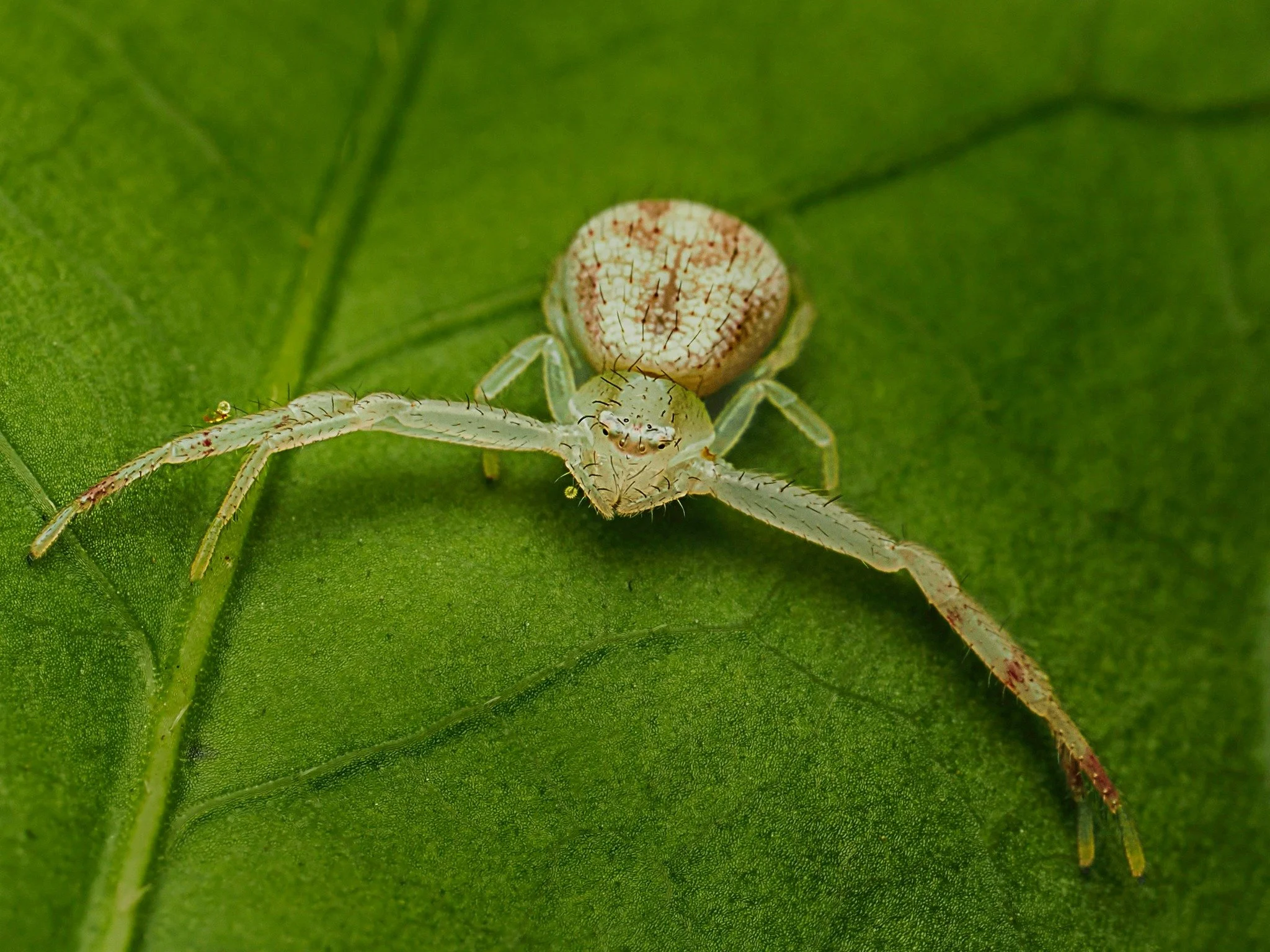 Crrab Spider
Take, handheld, using the @omsystem.americas M Zuiko 90mm lens on the @omsystem.cameras OM-1 Mark II. f14, single frame using the @akdifuser on the fl700wr

#omsystem #spider #crabspider #Mzuiko #90mm #macro @lisatom.photos