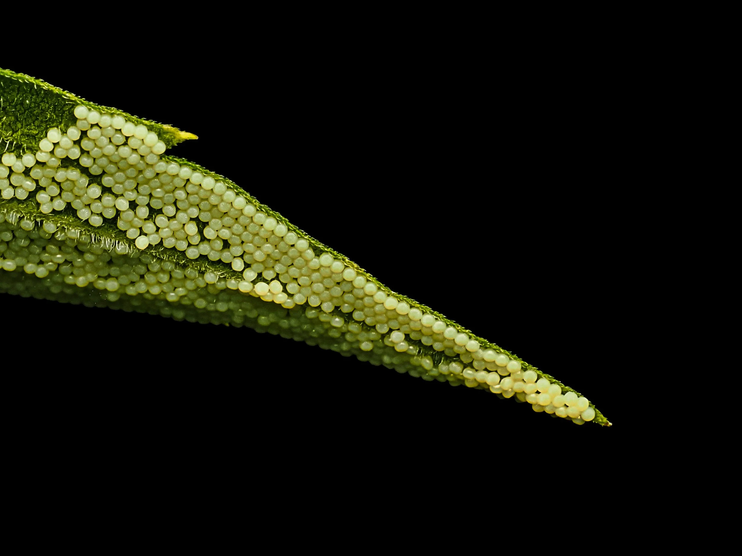 EGGS
We found a few cool moths last night, laying eggs (swipe right, perhaps a Yellow Dart, iNaturalist)

Focus-stacked in-camera, 15 stacks, handheld

Taken, handheld, with an @omsystem.americas M Zuiko 90mm macro lens on my @omsystem.cameras OM-1 m