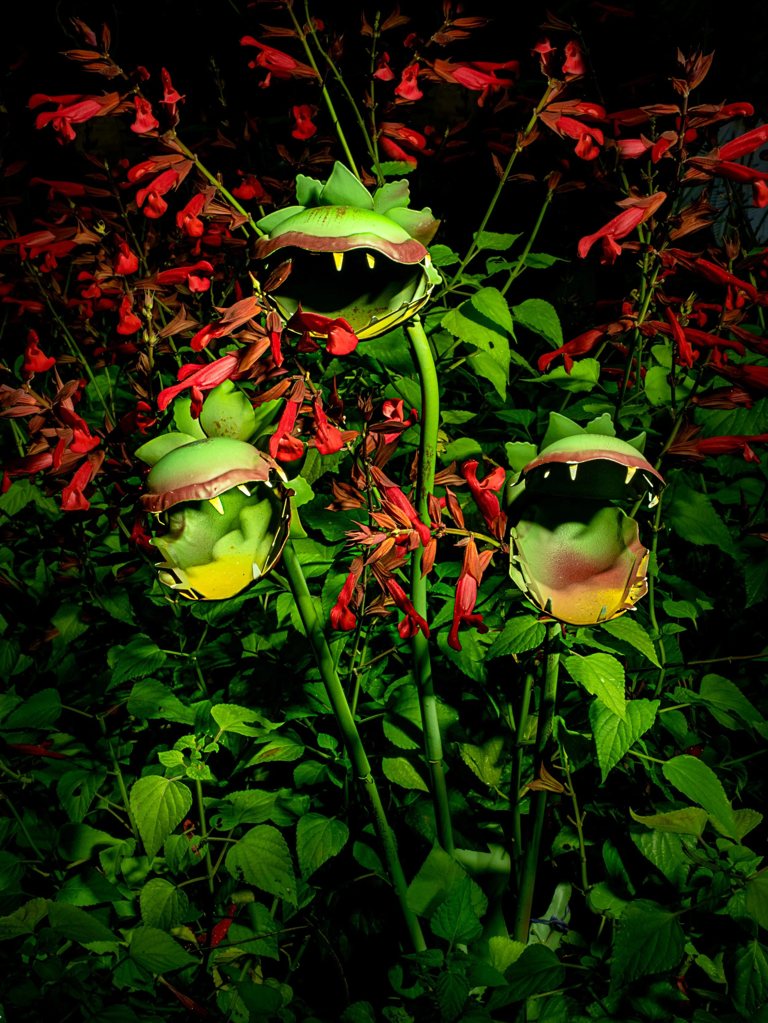 I wondered what was eating my flowers. LOL

Taken with the @omsystem.americas M Zuiko 12-100mm lens on the @omsystem.cameras OM-1 mark II 

Lightpainted, during the day, using daylight live composite. See comments for the "regular image" wi