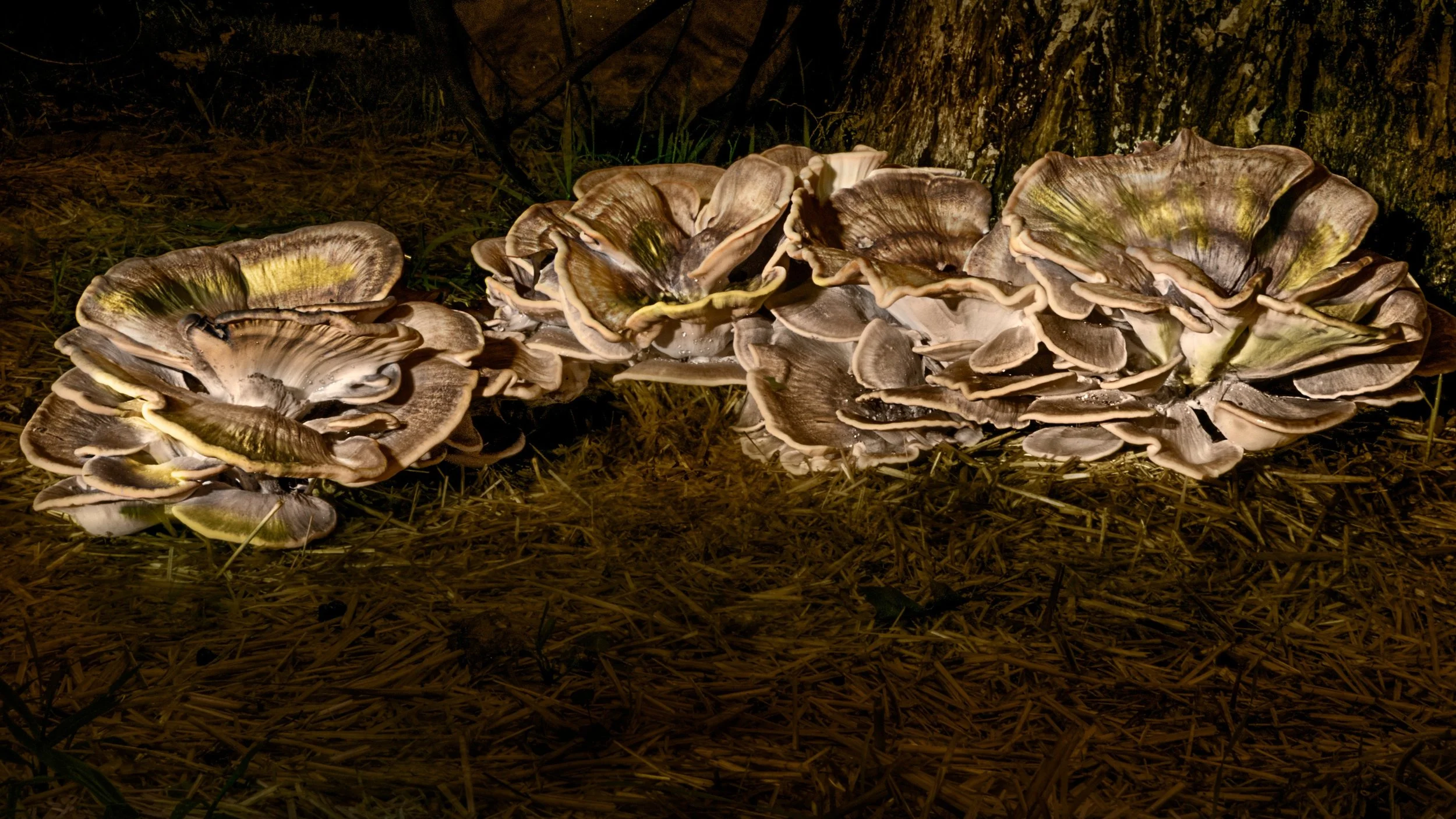 Mushrooms
With all the recent rain we have mushrooms, more and larger than the past two decades combined.

Taken with the @omsystem.americas M Zuiko 12-100mm lens on the @omsystem.cameras OM-1 mark II

Lightpainted, during the day, using daylight liv