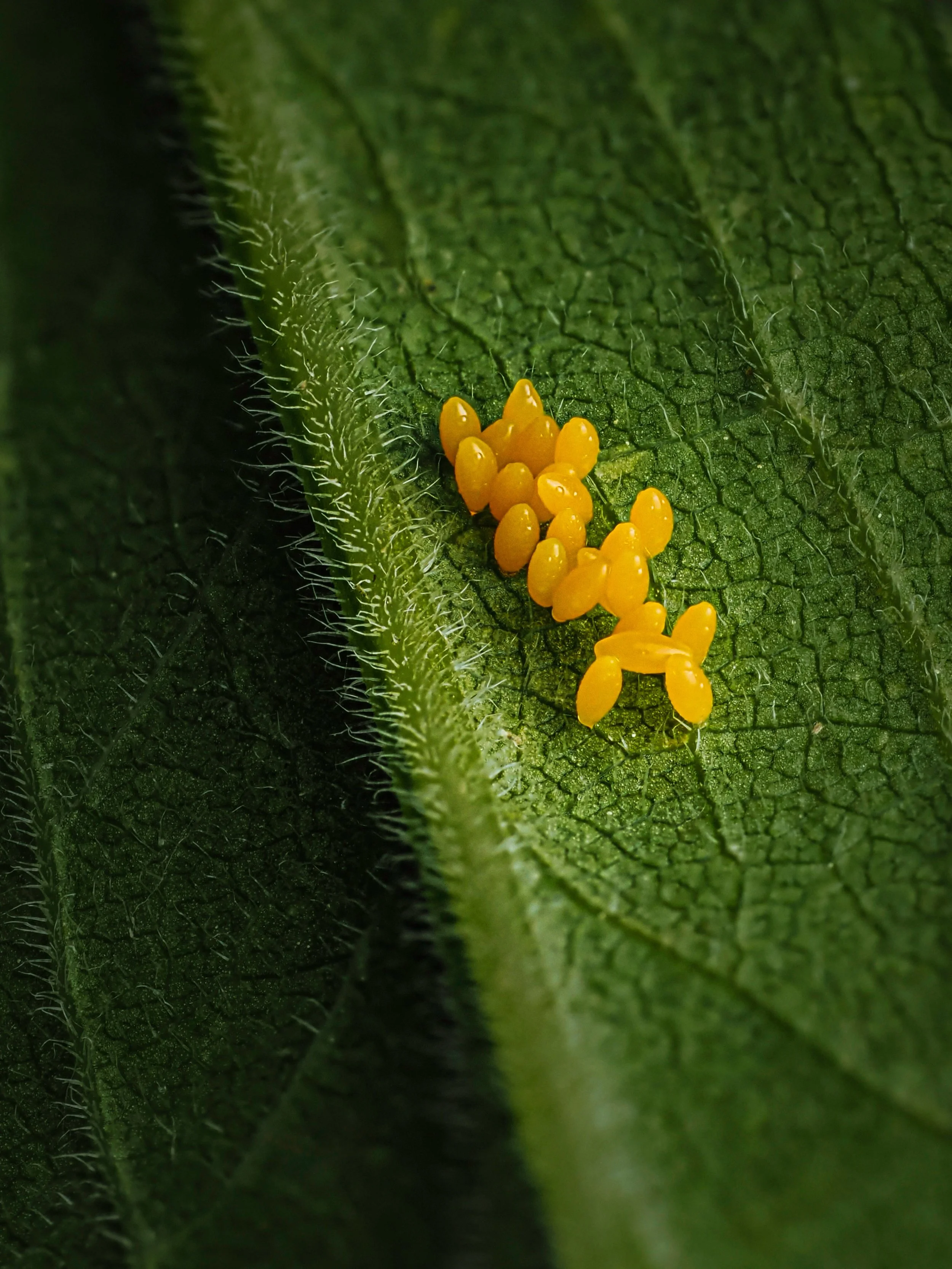 No omlets from these eggs

These tiny tiny orange eggs below to WHOM?

Focus stacked in-camera 12 stacks, handheld

Taken with the @omsystem.americas M Zuiko 90mm macro lens on the @omsystem.cameras OM-1 mark II using the @akdiffuser on the fl700wr f