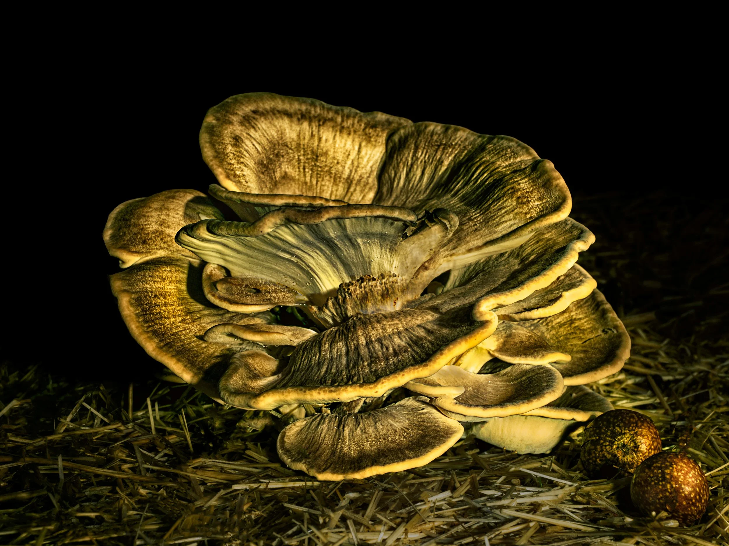All mushrooms are EDIBLE
.
ONCE.

Mushroom, light painted (during the day)

Taken with the @omsystem.americas M Zuiko 12-100mm lens on the @omsystem.cameras OM-1 mark II

Lightpainted, during the day, using daylight live composite.

#omsystem #lightp