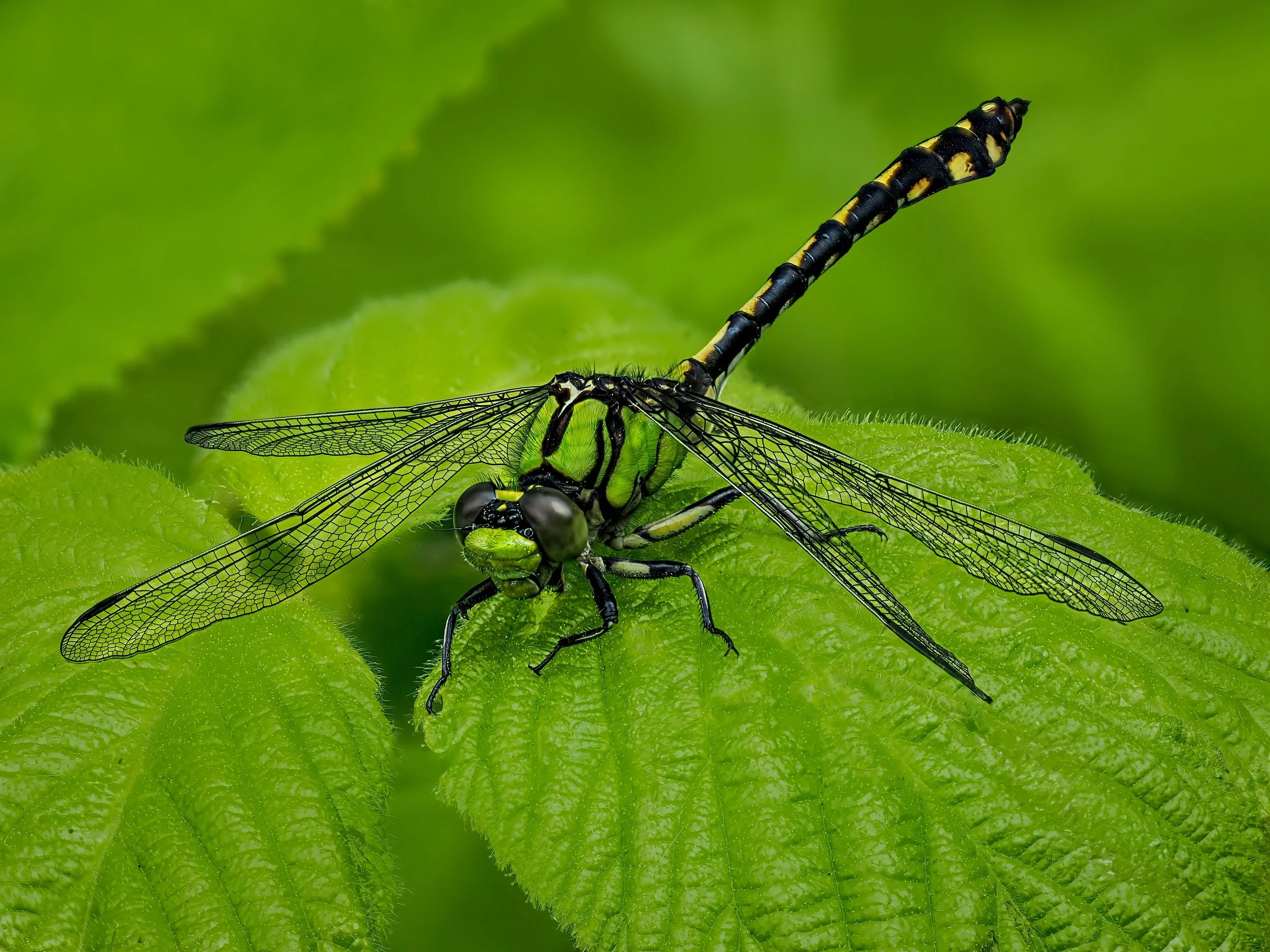 Focus-stacked, live subject, 12 stacks, stacked in camera. 

We have had a few questions lately about how we photograph insects, especially for our macro and close-up images.

The answer is simple: our insects are ALWAYS alive and never subdued. 🐝🦋
