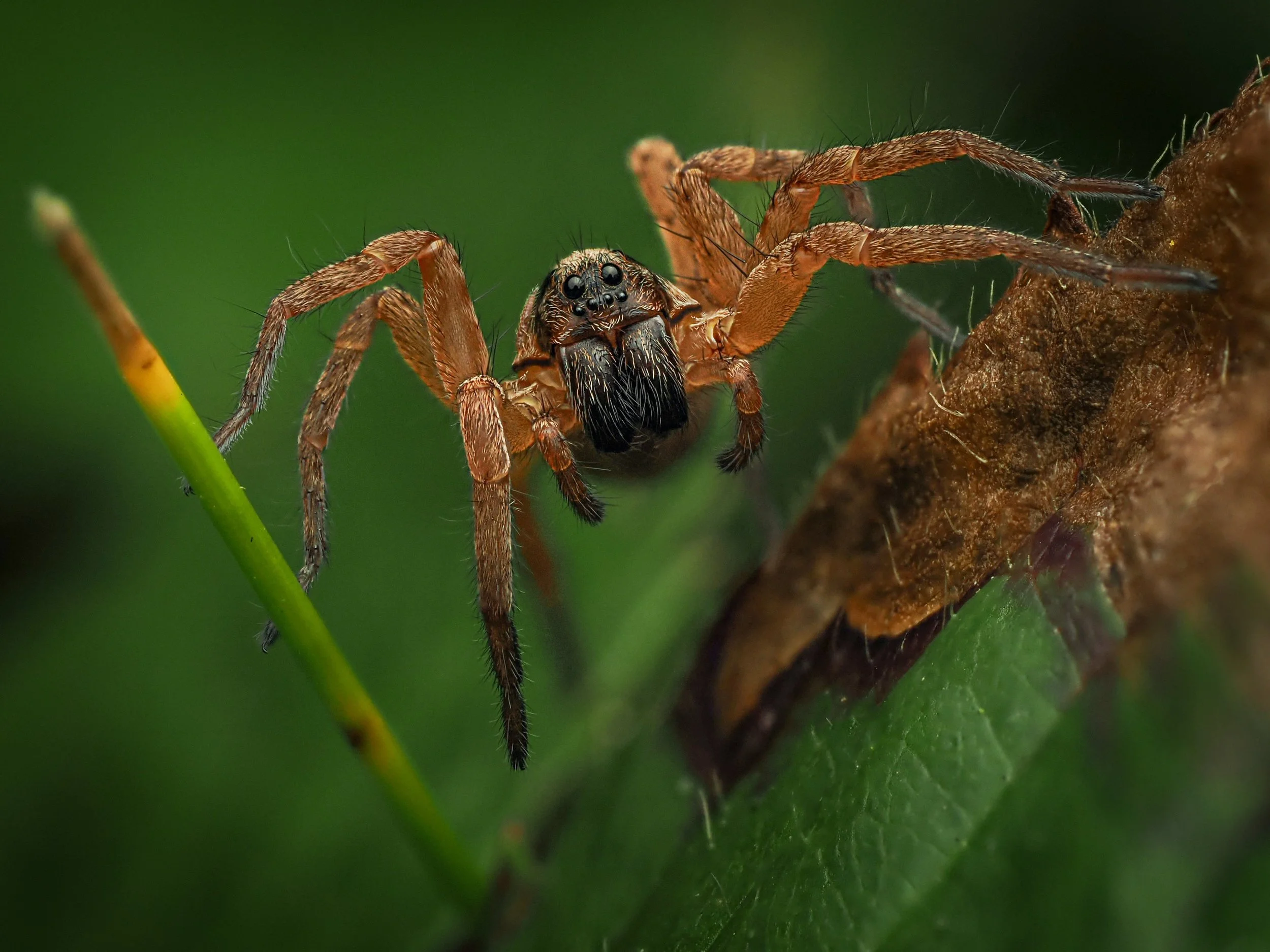 My first wolf spider! Thank you @innis2winnis for pointing it out for me!

Focus stacked, handheld, 15 stacks, stacked in camera

Taken, handheld, using the @omsystem.americas M Zuiko 90mm lens on the @omsystem.cameras OM-1 mark II using the @ak_diff
