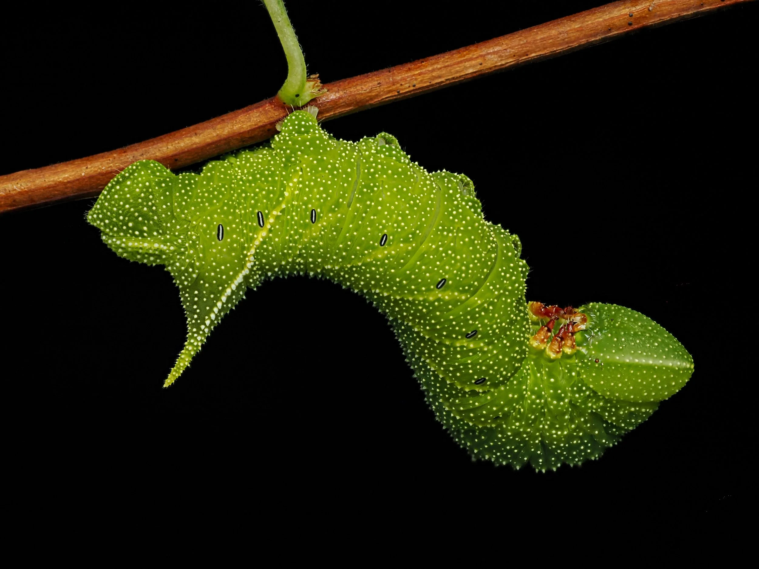 Spinx moth caterpillar

Focus stacked, handheld, 15 stacks, stacked in camera
Uncropped/no post processing
f11

Taken, handheld, using the @omsystem.americas M Zuiko 90mm lens on the @omsystem.cameras OM-1 mark II using the @ak_diffuser on my fl700wr