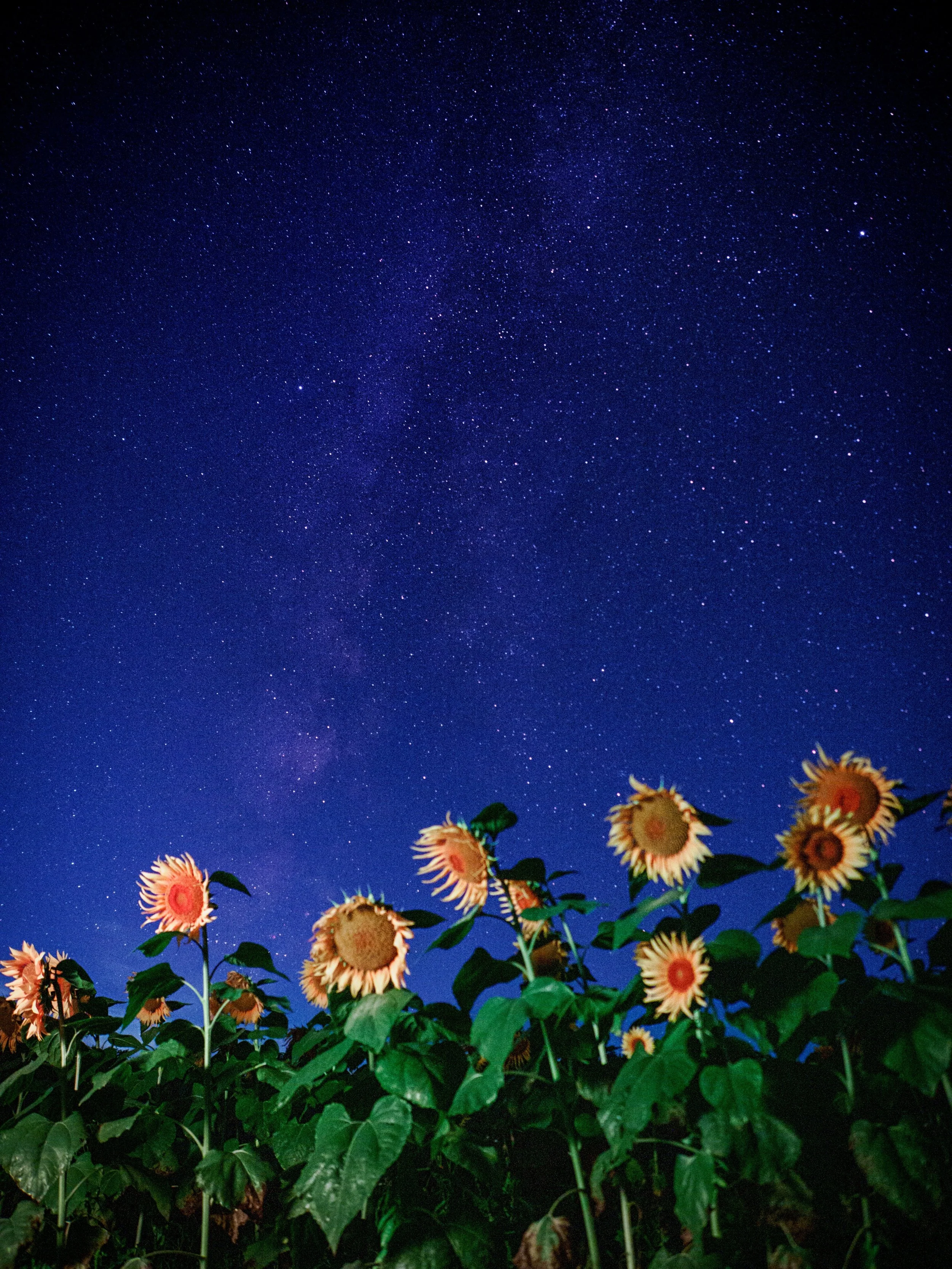 Sunflowers under the milky way

Taken with the @omsystem.americas MZuiko 12-40mm lens on the @omsystem.cameras ASTRO OM-3 camera

#omsystem #sunflowers #milkyway #lisatomphotos #om3astro