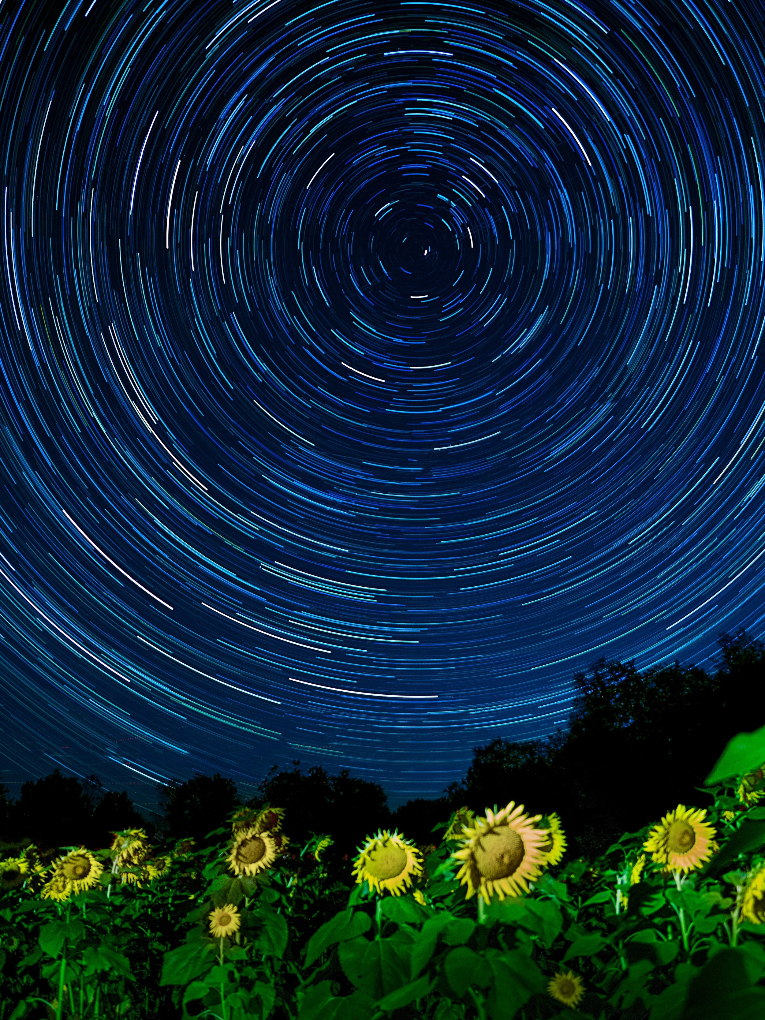Sunflowers under star trails
~1 hour 15 minutes using multiple 15 second stacks, stacked in camera using live composite

Taken with the @omsystem.americas MZuiko 12-40mm lens on the @omsystem.cameras OM-3 camera

#omsystem #sunflowers #stars #startra
