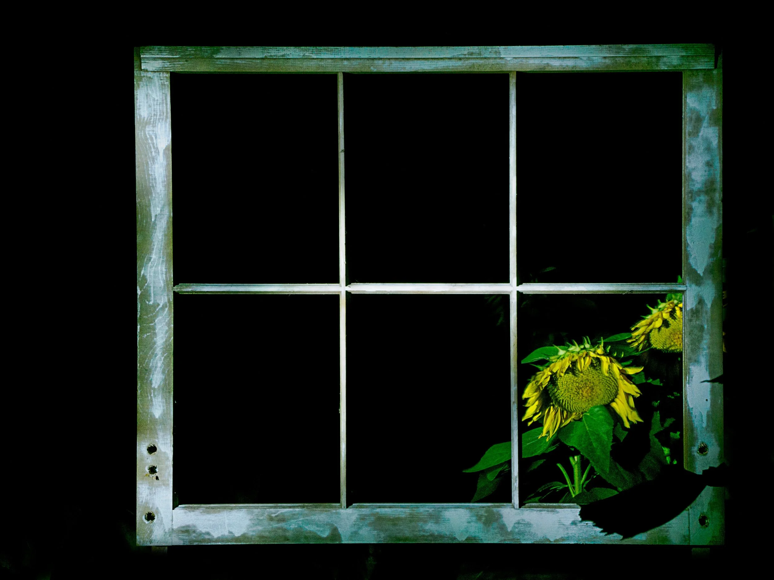 Sunflower in the window

Taken using the @omsystem.americas M Zuik 12-100mm lens on the OM-1 Mark II. Light painted using live composite 92 frames, 1/2 second each, stacked in camera on Lighten blend mode.

#sunflowers #omsystem #lsiatomphotos

#sunf