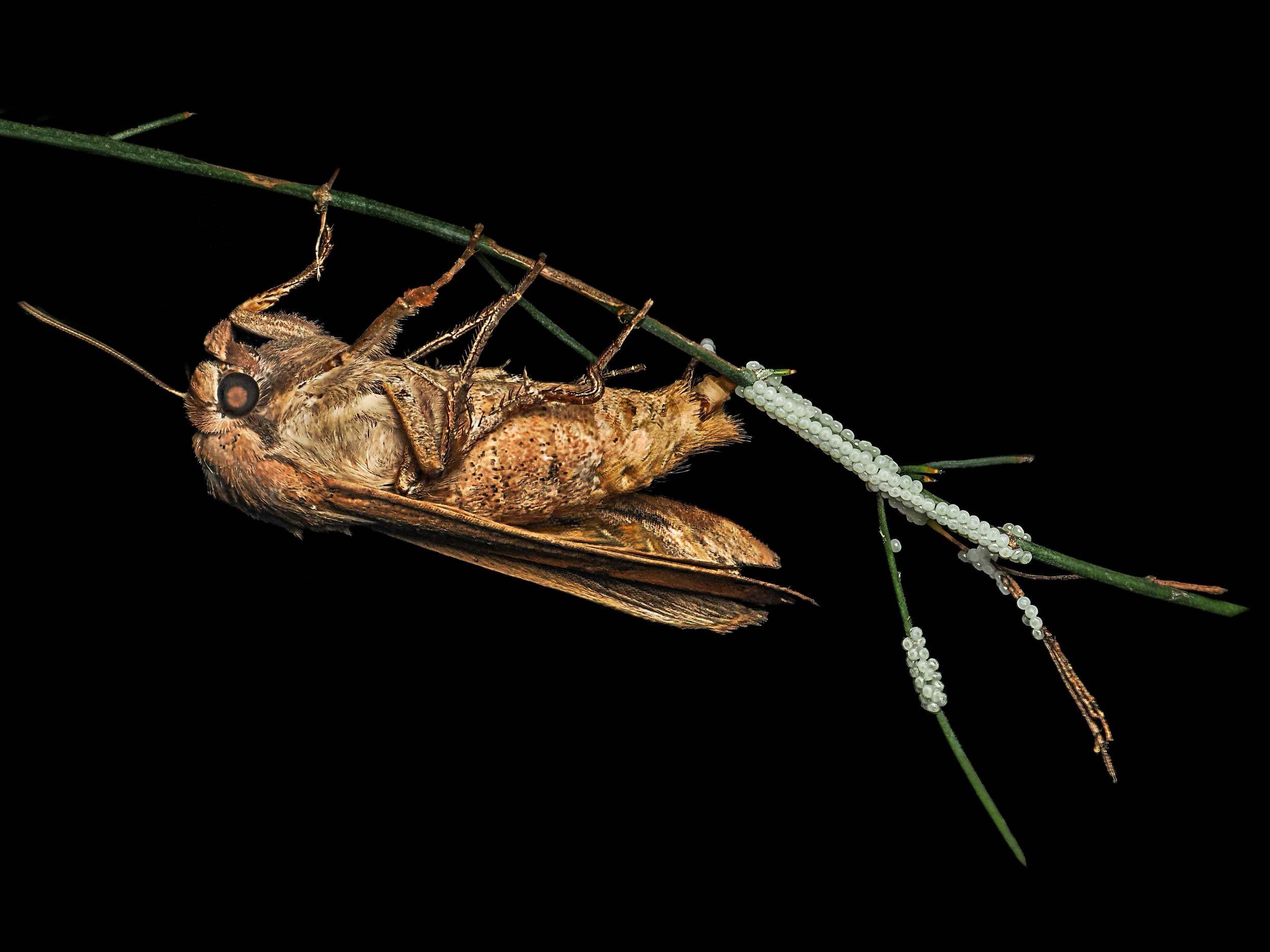 Nature is amazing. I love 
seeing the unseen 
with my @omsystem.americas M Zuiko 90mm macro lens on my OM-1 mark ii

10 stacks, focus stacked in-camera, handheld
@akdiffuser on my fl700wr flash

#omystsem #moth #seethe unseen #lisatomphotos #insects