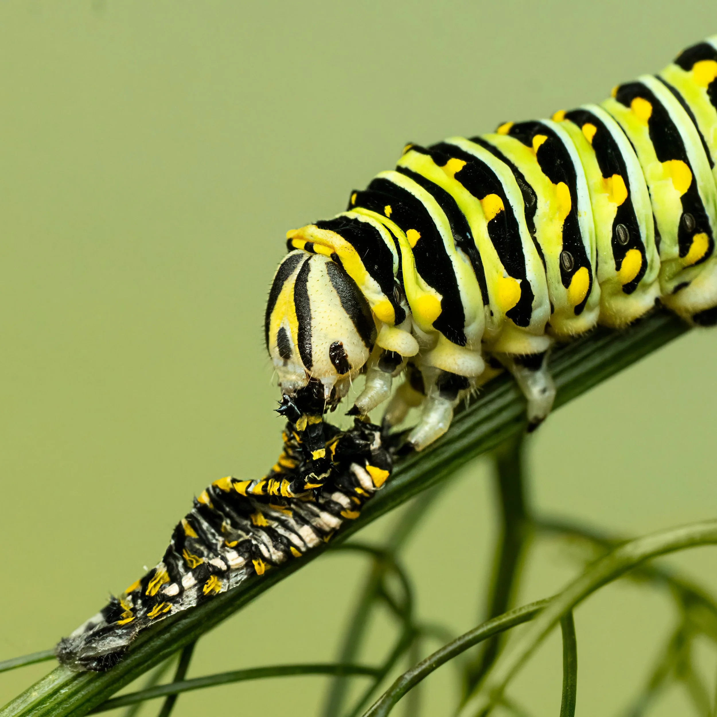 Swallowtail caterpillar eating its molt for energy
Nature is amazing. 
I love seeing the unseen 
with my @omsystem.americas M Zuiko 90mm macro lens on my OM-1 mark ii

16 stacks, focus-stacked in-camera, handheld
@akdiffuser on my fl700wr flash

#omy
