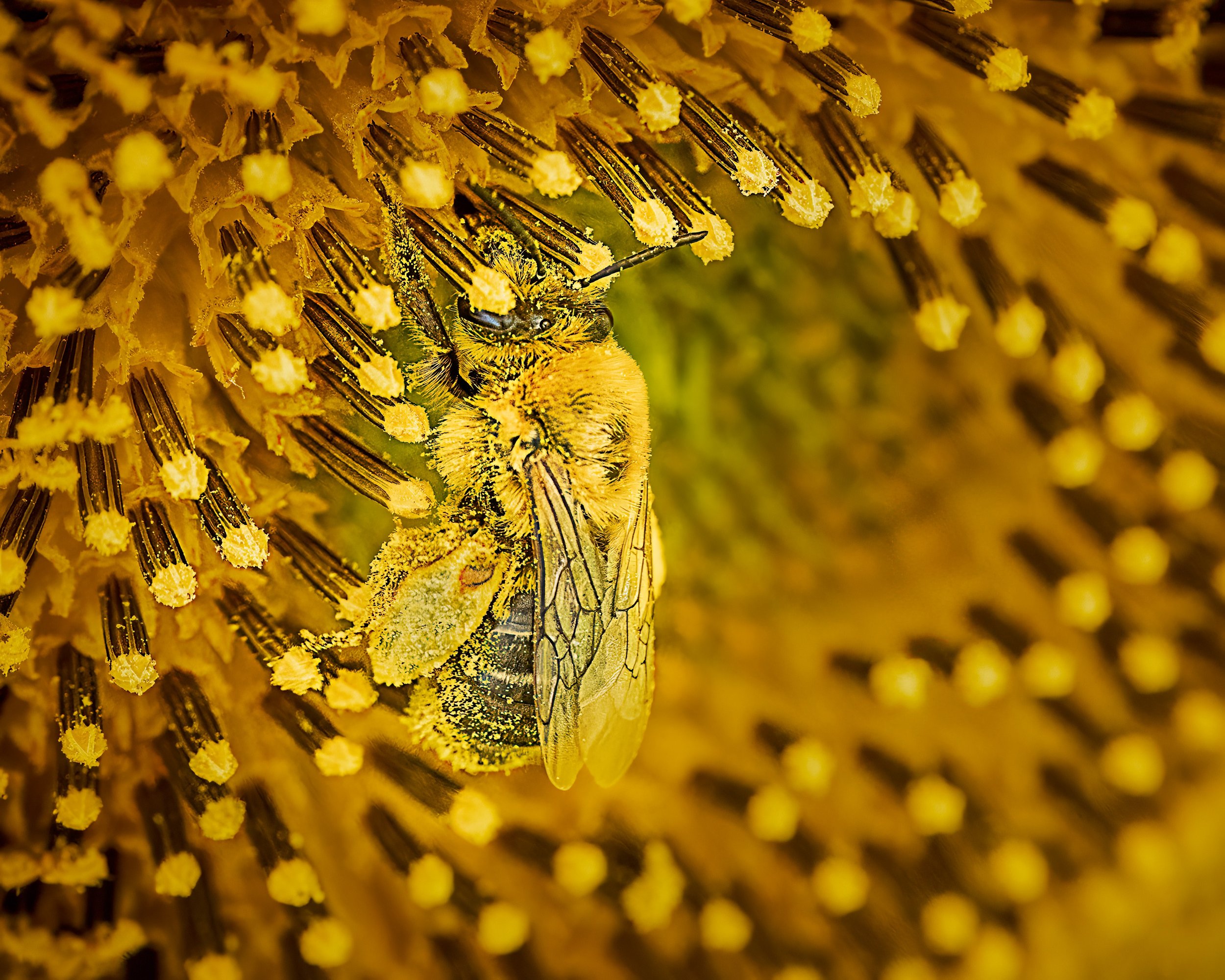 Honeybee

Taken, handheld, with the @omsystem.americas M Zuiko 90mm macro lens with the @ak_diffuser on my fl700wr flash

#omsystem #insect #bee #honeybee #90mmmacro #lisatomphotos