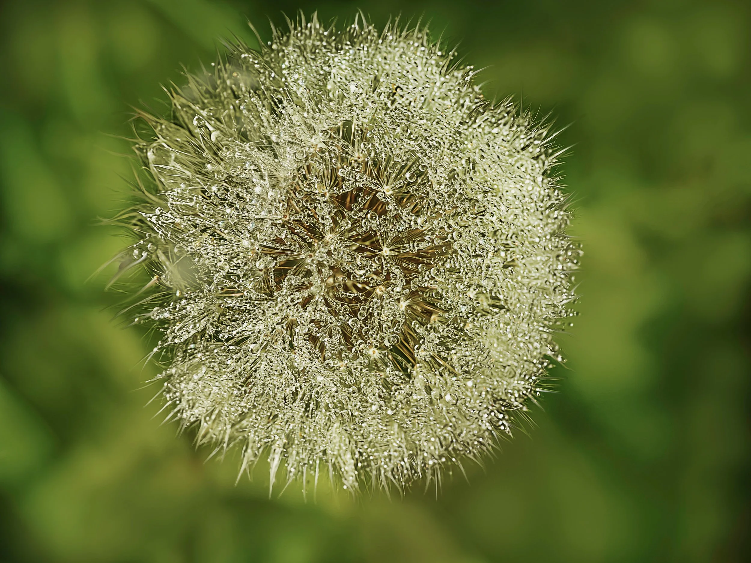 Goats Beard (similar but larger than a dandelion)

Taken, handheld, with the @omsystem.americas M Zuiko 90mm macro lens with the @ak_diffuser on my fl700wr flash

Focus stacked, in-camera, handheld, 12 stacks

#omsystem #focusstacked #90mmmacro #lisa