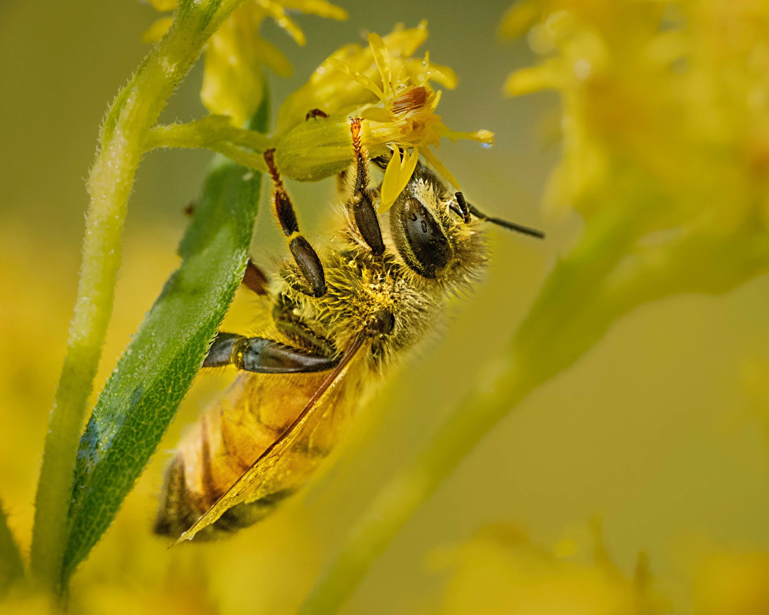 Honeybee, signle frame

Taken, handheld, with the @omsystem.americas M Zuiko 90mm macro lens with the @ak_diffuser on my fl700wr flash

#omsystem #focusstacked #insect #bee #honeybee #90mmmacro #lisatomphotos