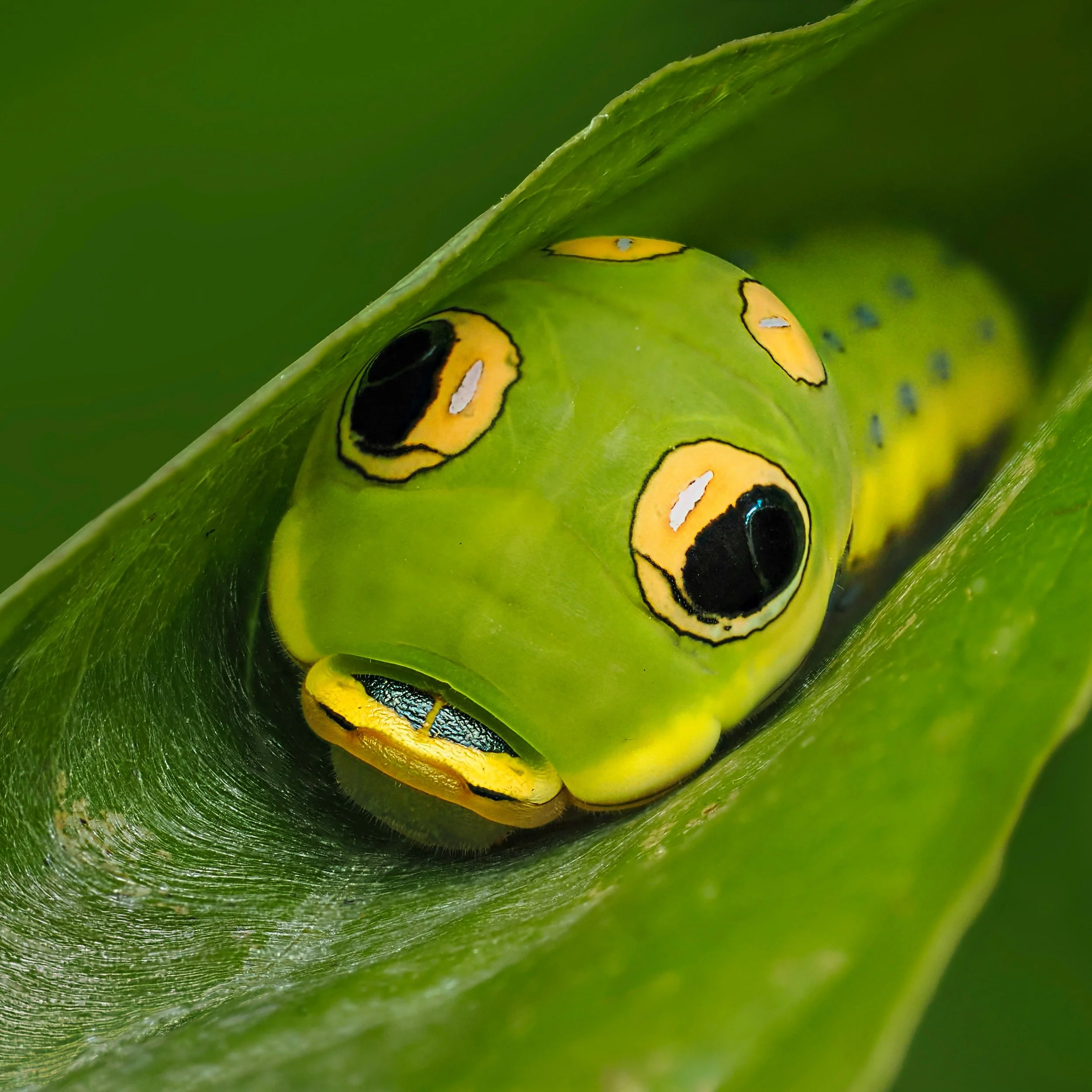 Spicebush Swallowtail Caterpillar

Taken, handheld, focus-stacked in-camera, 10 stacks f11, with the @omsystem.americas 90mm macro lens on the @omsystem.cameras OM-1 mark II using the @ak_difuser on the fl700wr flash.

#omsystem #caterpillar #90mm #f
