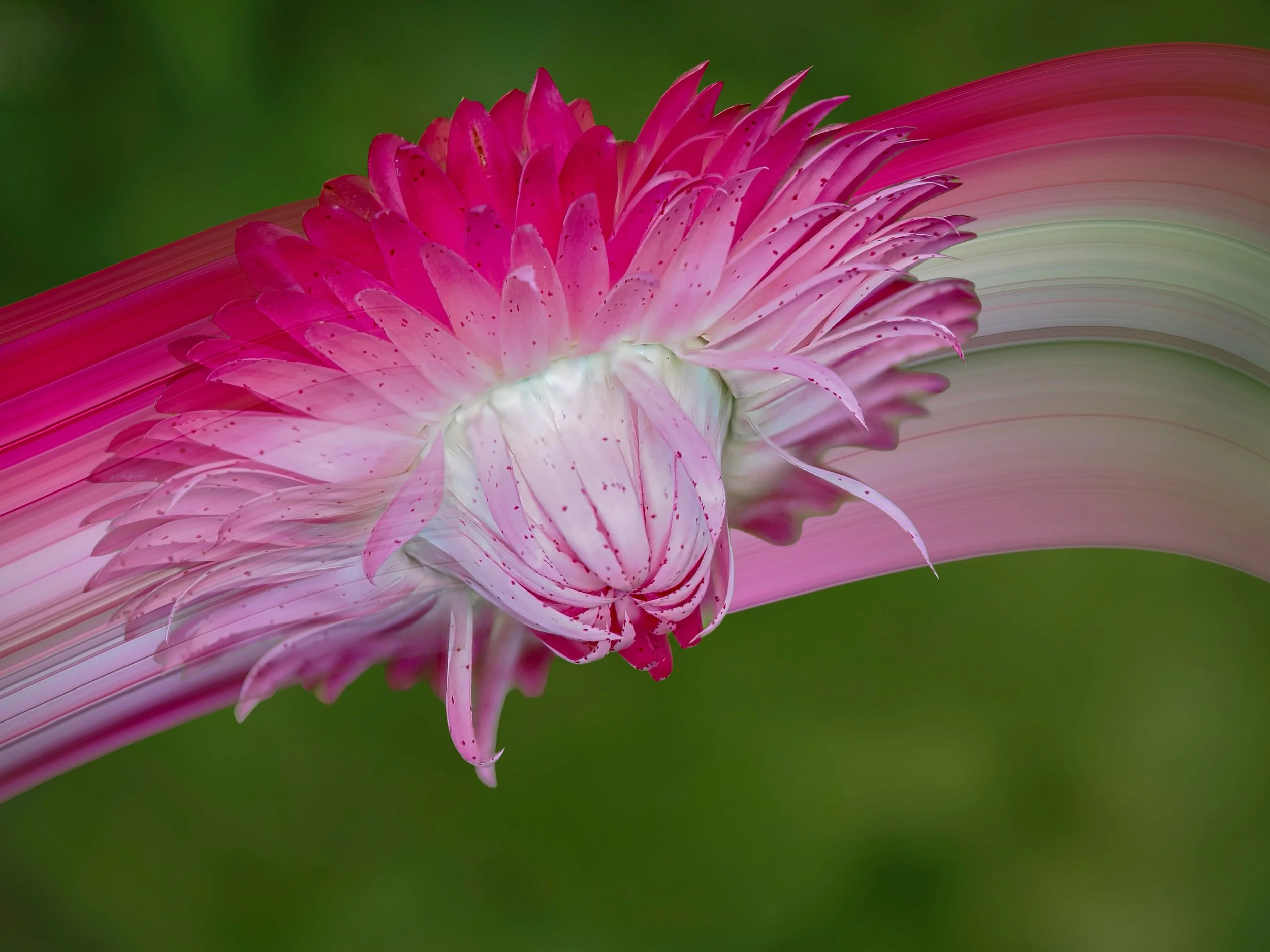 Straw flower
Focus stacked in-camera
Pixel stretching in Photoshop

Taken, handheld, with the @omsystem.americas M Zuiko 90mm lens on my @omsystem.cameras OM-1 mark II

#straflower #pinkflower #pixelstrtching #focussstacking #omsystem #lisatomphotos