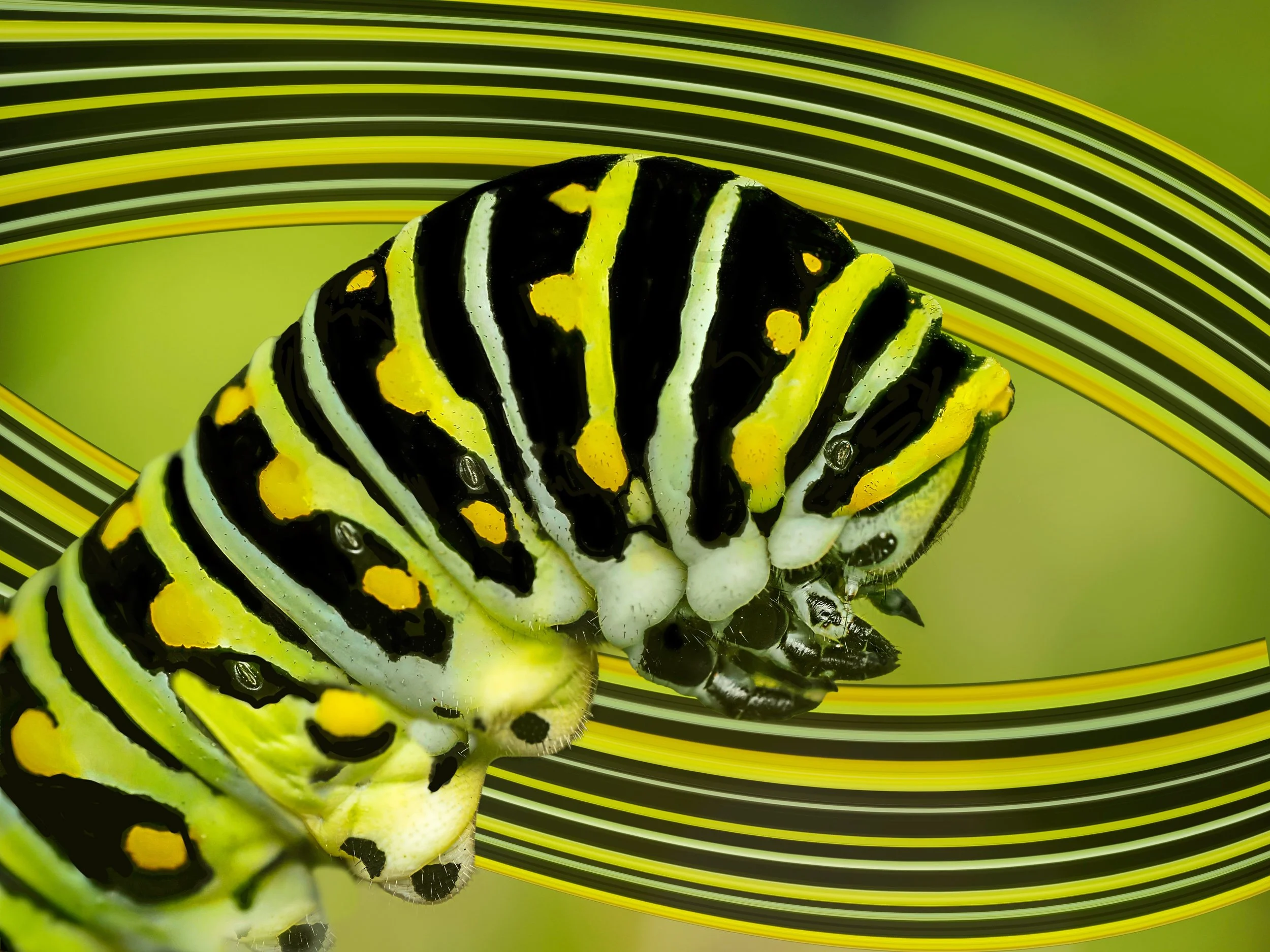 Wallowtail Caterpillar 

Focus-stacked in-camera
Pixel stretching in Photoshop

Taken, handheld, with the @omsystem.americas M Zuiko 90mm lens on my @omsystem.cameras OM-1 mark II

#caterpilar #swallowtail #focussstacking #omsystem #lisatomphotos