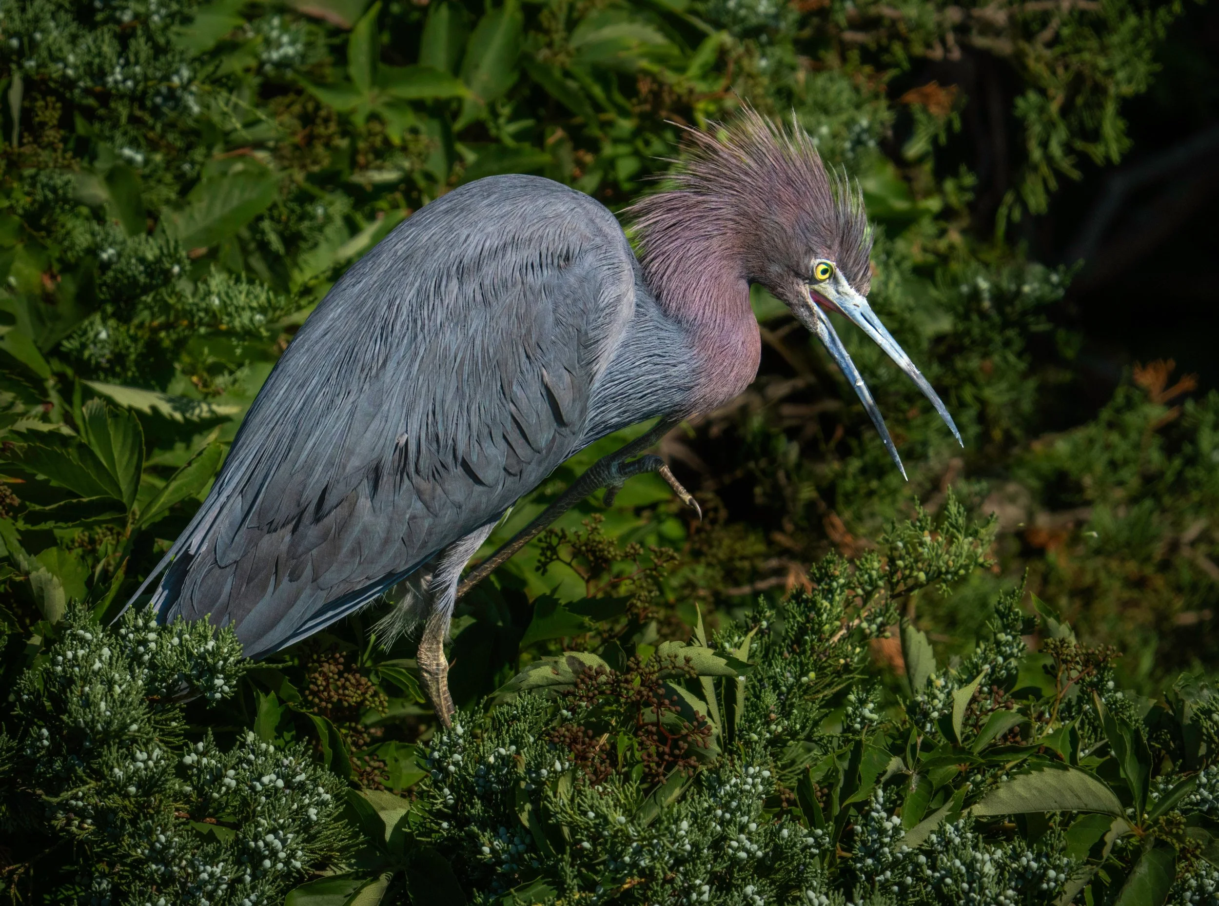 Wow, the colors and feathers of the Little Blue Heron really POP when they are in breeding plumage!
And so fascinating that their checks have white feathers ?!?!

Taken, ahndheld with the @omsystem.americas M Zuiko 150-400mm lens on the @omsystem.cam
