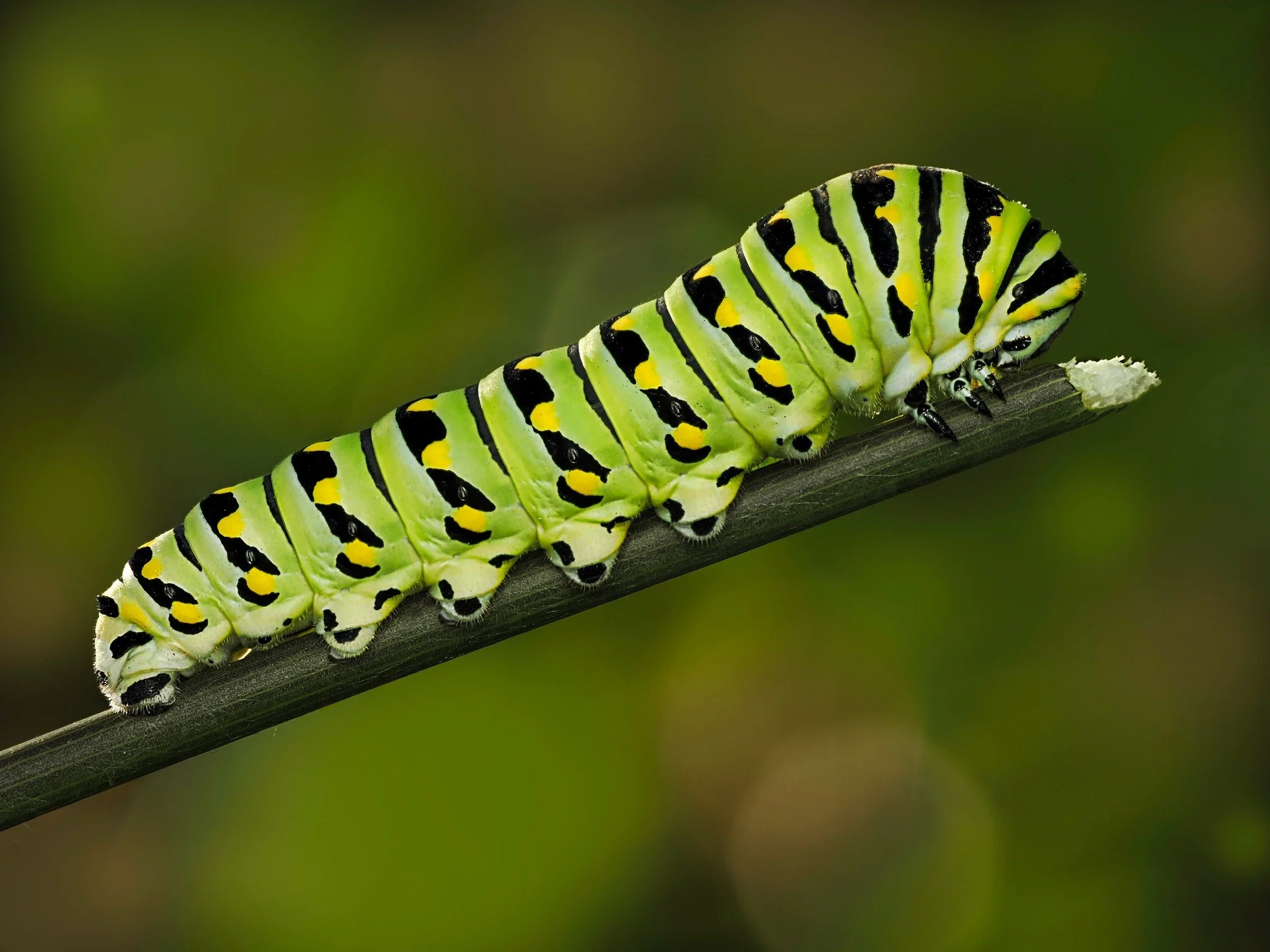 Swallowtail Caterpillar. Focus-stacked in-camera

Taken, handheld, with the @omsystem.americas  M Zuiko 90mm lens on my @omsystem.cameras  OM-1 mark II

#caterpillar #swallowtail #pixelstrtching #focussstacking #omsystem #lisatomphotos