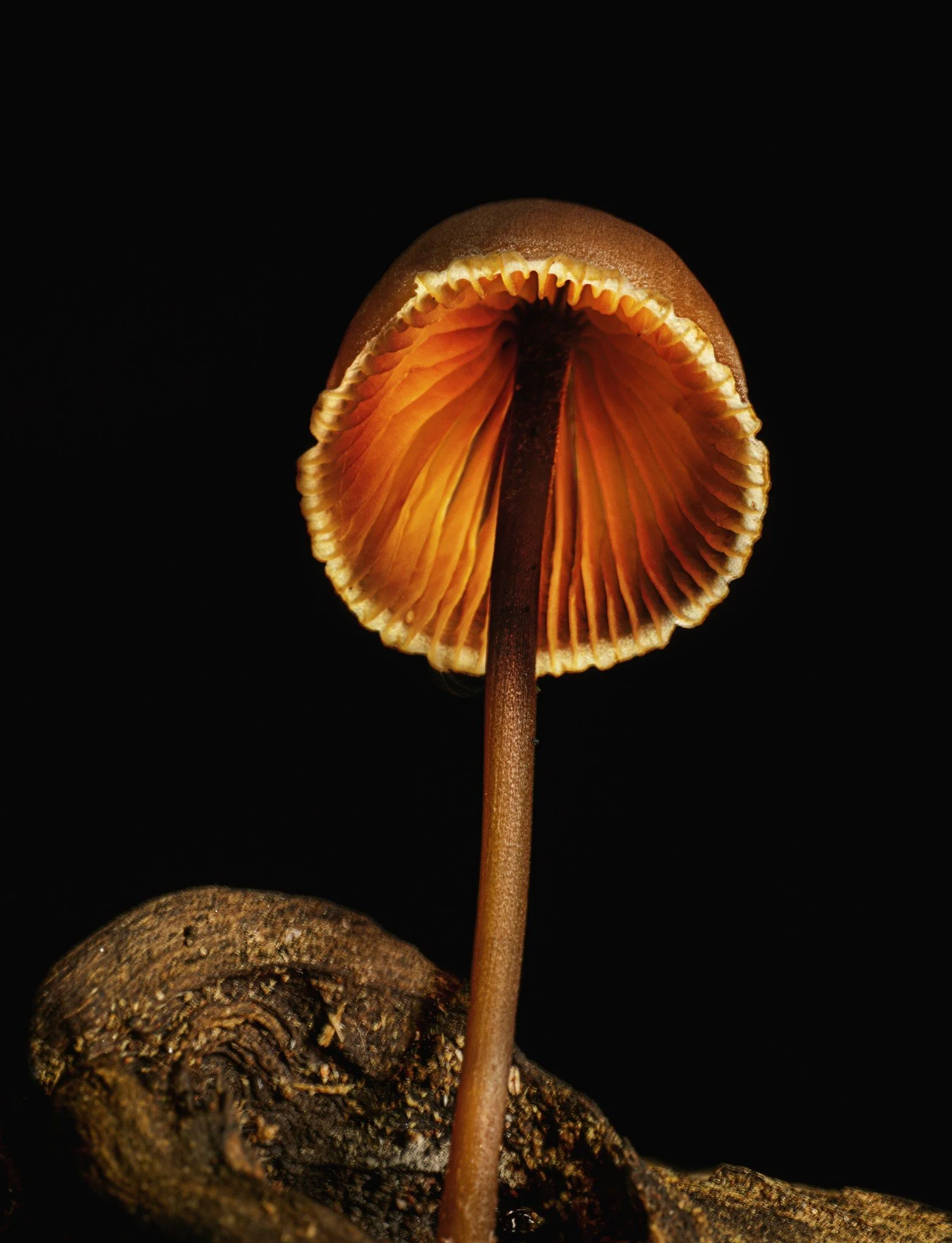 Mushroom, light painted using daylight live composite (192 0.5 second stacks, staced in-camera on lighten blend mode)

Take with the @omsystem.americas M Zuiko 90mm lens on OM System  OM-1 mark II
Swipe right for camera settings

#mushroom #daylightl
