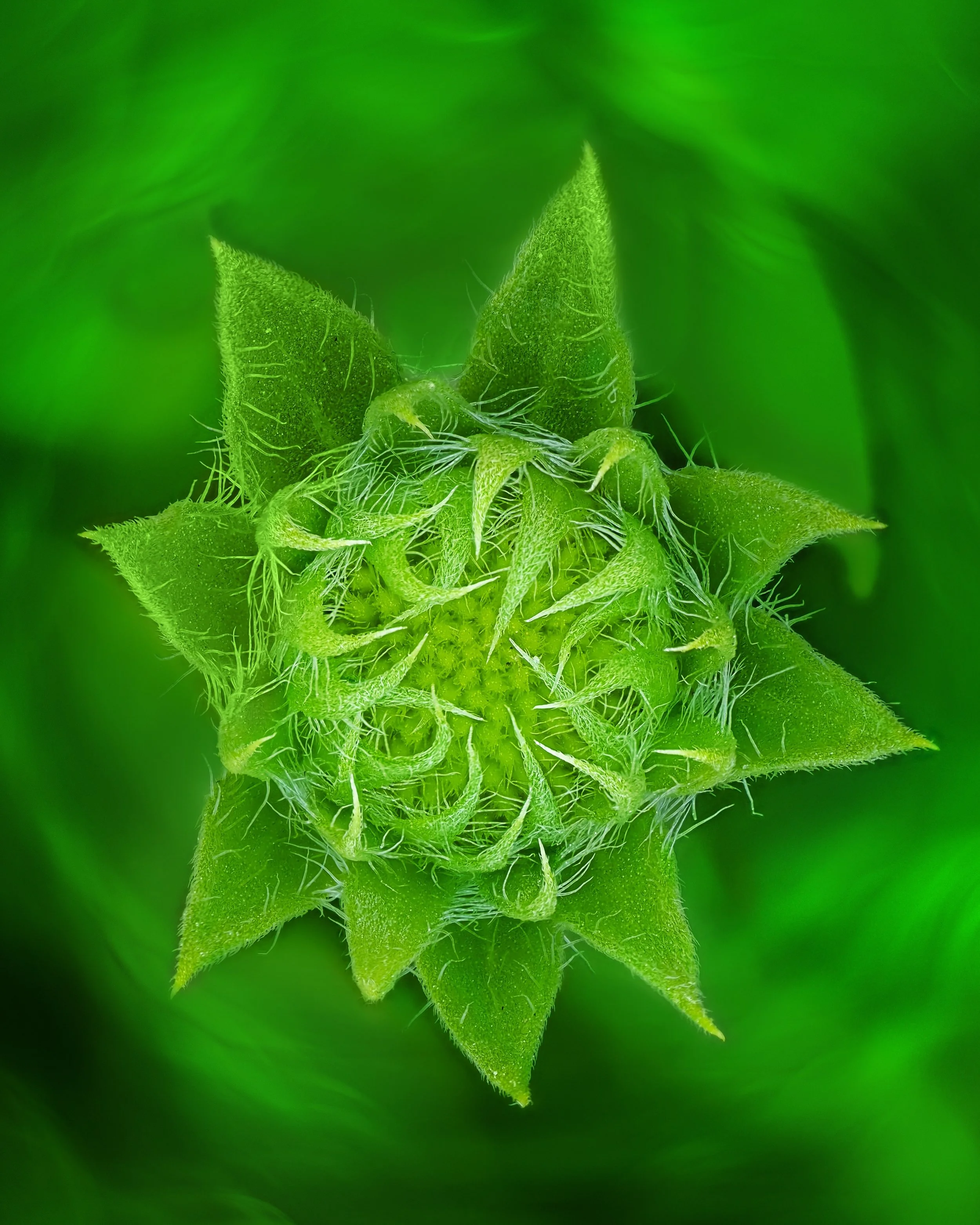 Green
Despite it being Fall we can still find plenty of buds yet to bloom
Multiple exposure in-camera

Taken, handheld, with the @omsystem.americas M Zuiko 90mm lens on my @omsystem.cameras OM-1mark II

#flowers #green #omsystem #lisatomphotos @lisat