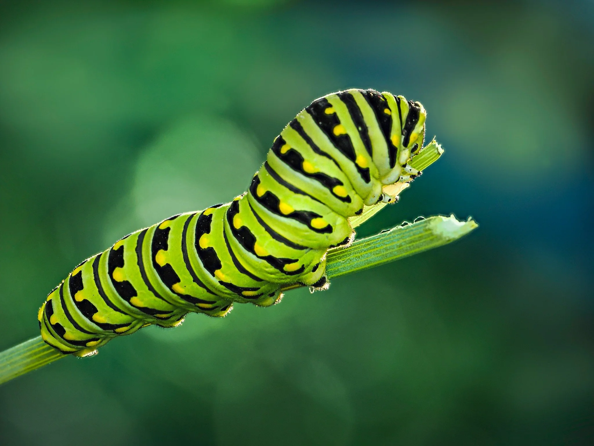 Swallowtail caterpillar
Focus stacked in-camera

Taken, handheld, with the @omsystem.americas  M Zuiko 90mm lens on my @omsystem.cameras OM-1 mark II with the @ak_diffuser on the OMfl700wr flash

#swallowtail #caterpillar #insect  #focussstacking #om