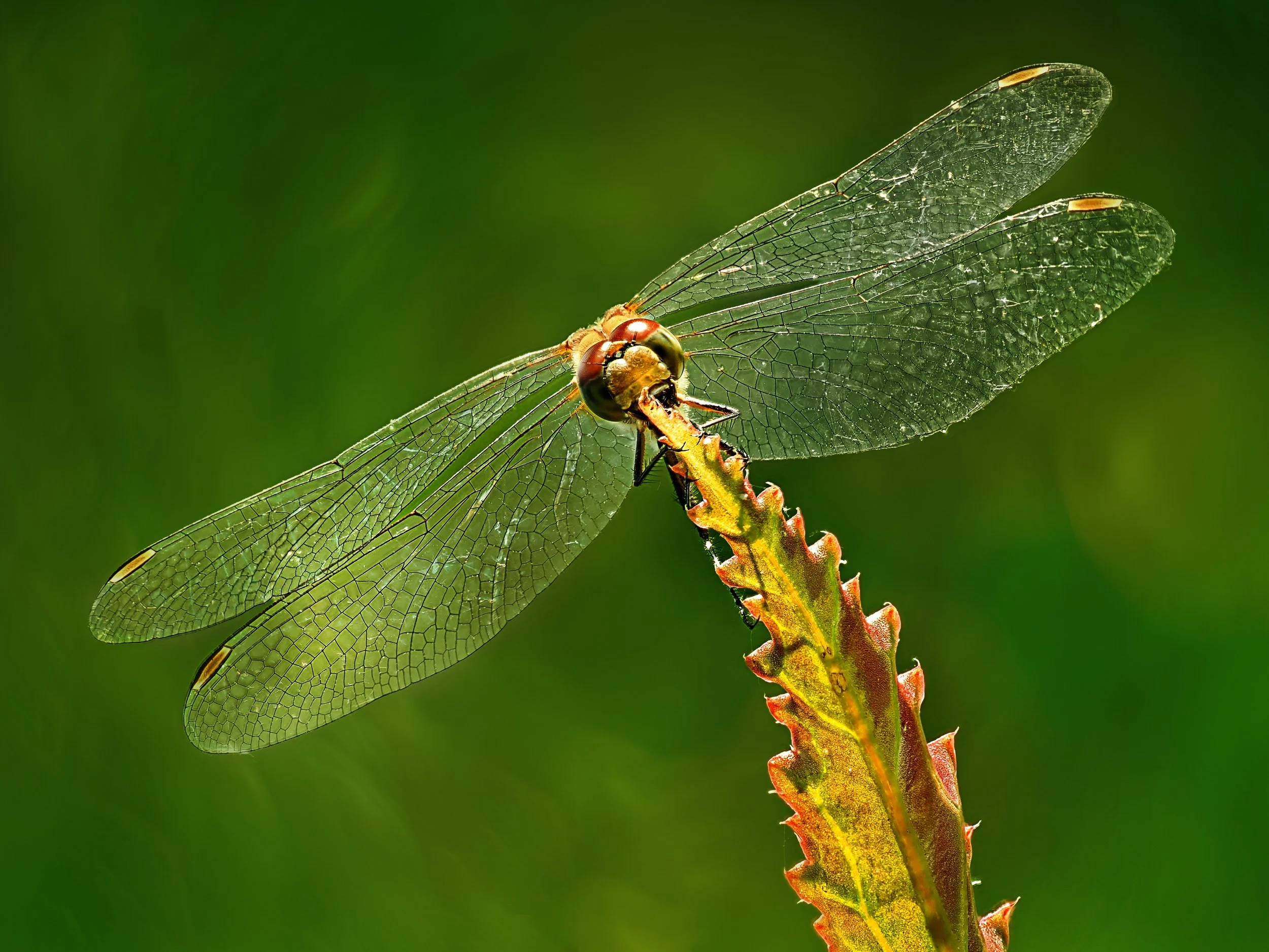 Insects are cool! Swipe right for more

Those little dark &ldquo;spots&rdquo; you see near the tips of many insect wings aren&rsquo;t there for decoration. They are called pterostigmata 
(singular: pterostigma). Think &ldquo;ptero&rdquo; as in pterod