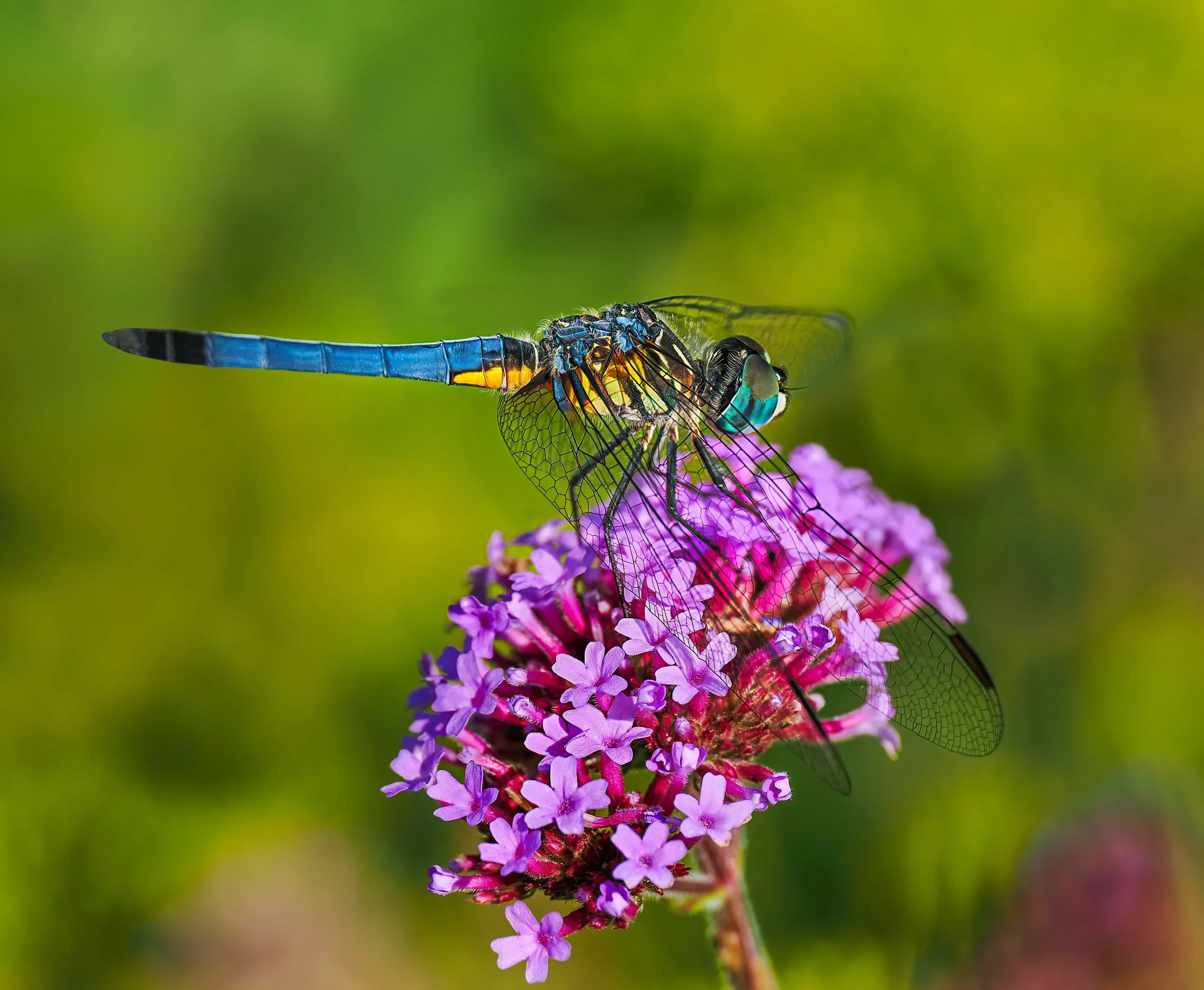 Dragonfly
Focus stacked, in-camera, 10 stacks

Taken, handheld, with the @omsystem.americas M Zuiko 90mm lens on the @omsystem.cameras OM-1 mark II

#omsystem #dragonfly #itsinournature #lisatomphotos #focusstacking