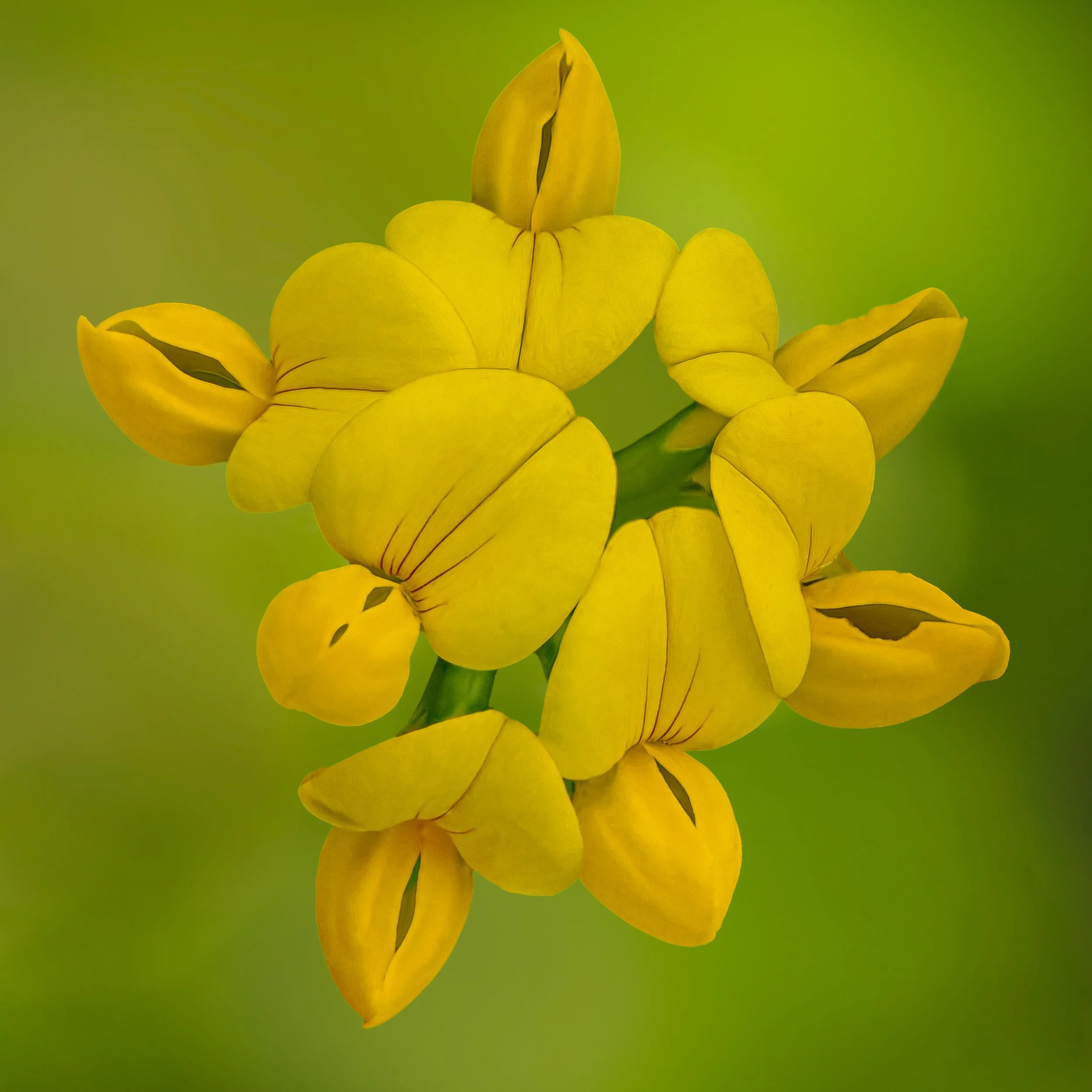 Swipe right to see how small this flower was
Focus stacked in-camera, 10 stacks

Taken, handheld, with the @omsystem.americas M Zuiko 90mm macro lens on the @omsystem.cameras OM-1 mark II

#omsystem #90mm #focusstacking #yellowfloer #macro #macrophot