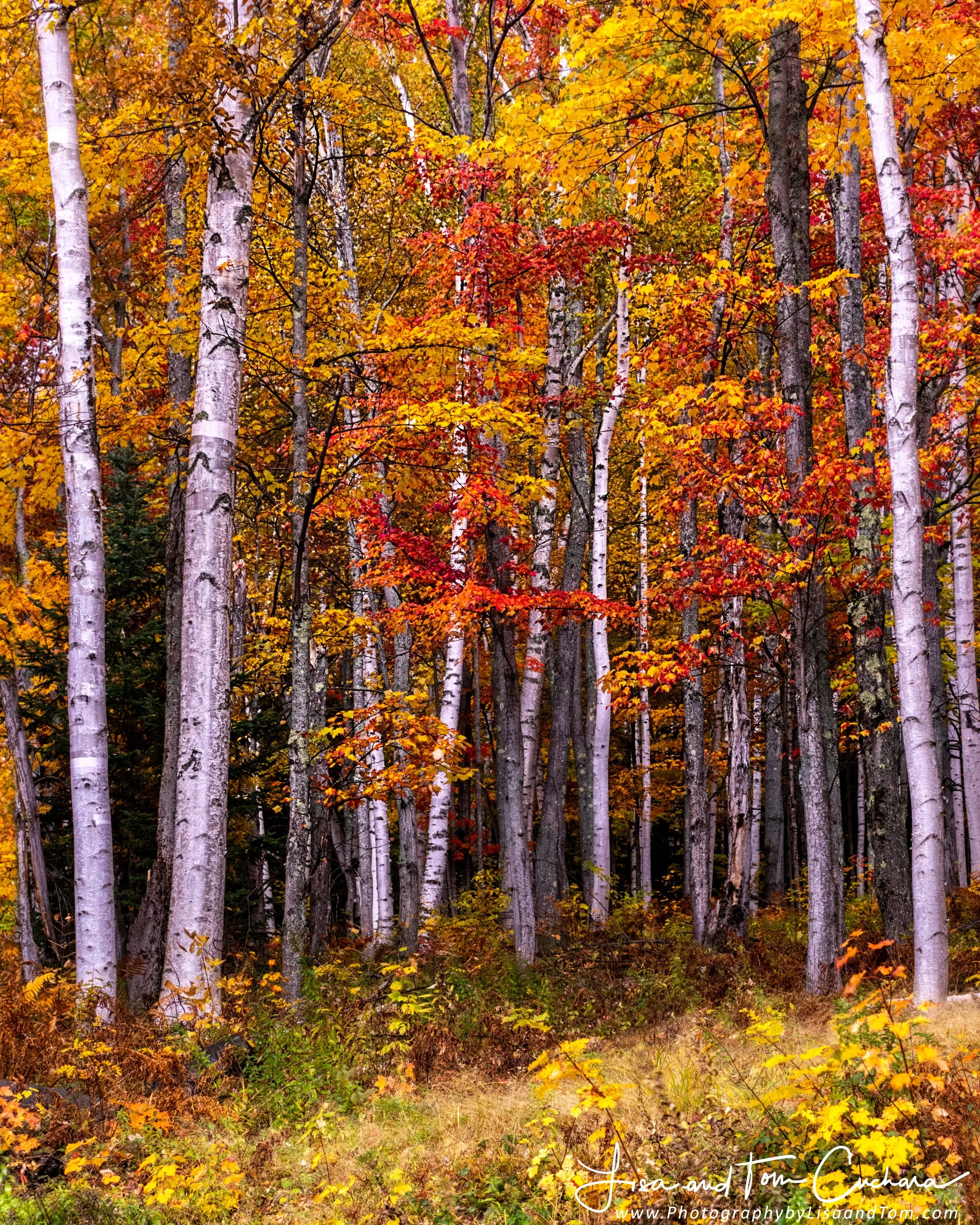 Fall is awesome!

#lisatomphotos @lisatom.photos