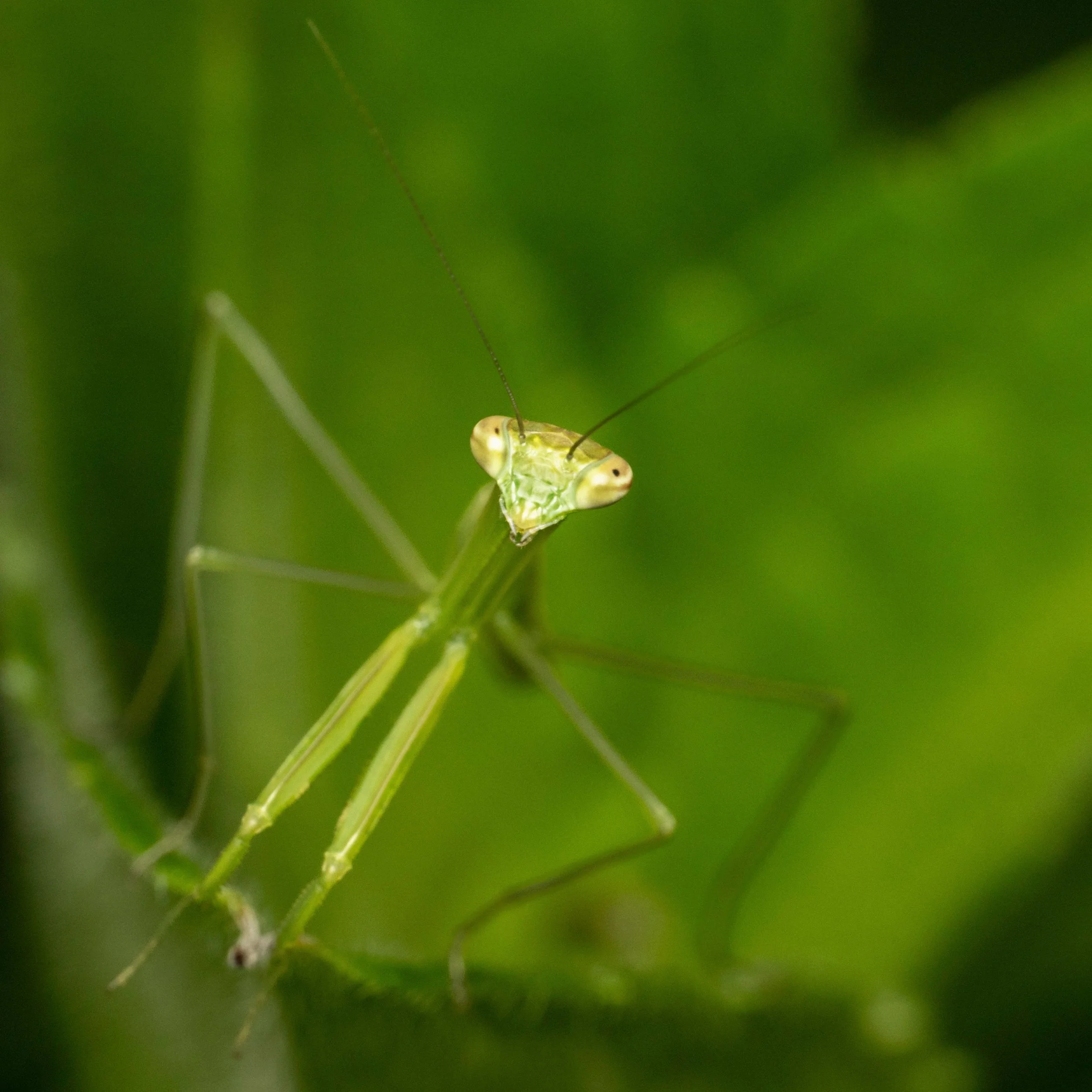 Praying Mantis

@omsystem.americas @omsystem.cameras #omsystem #prayingmantic #MZuiko #90mm #lisatomphotos