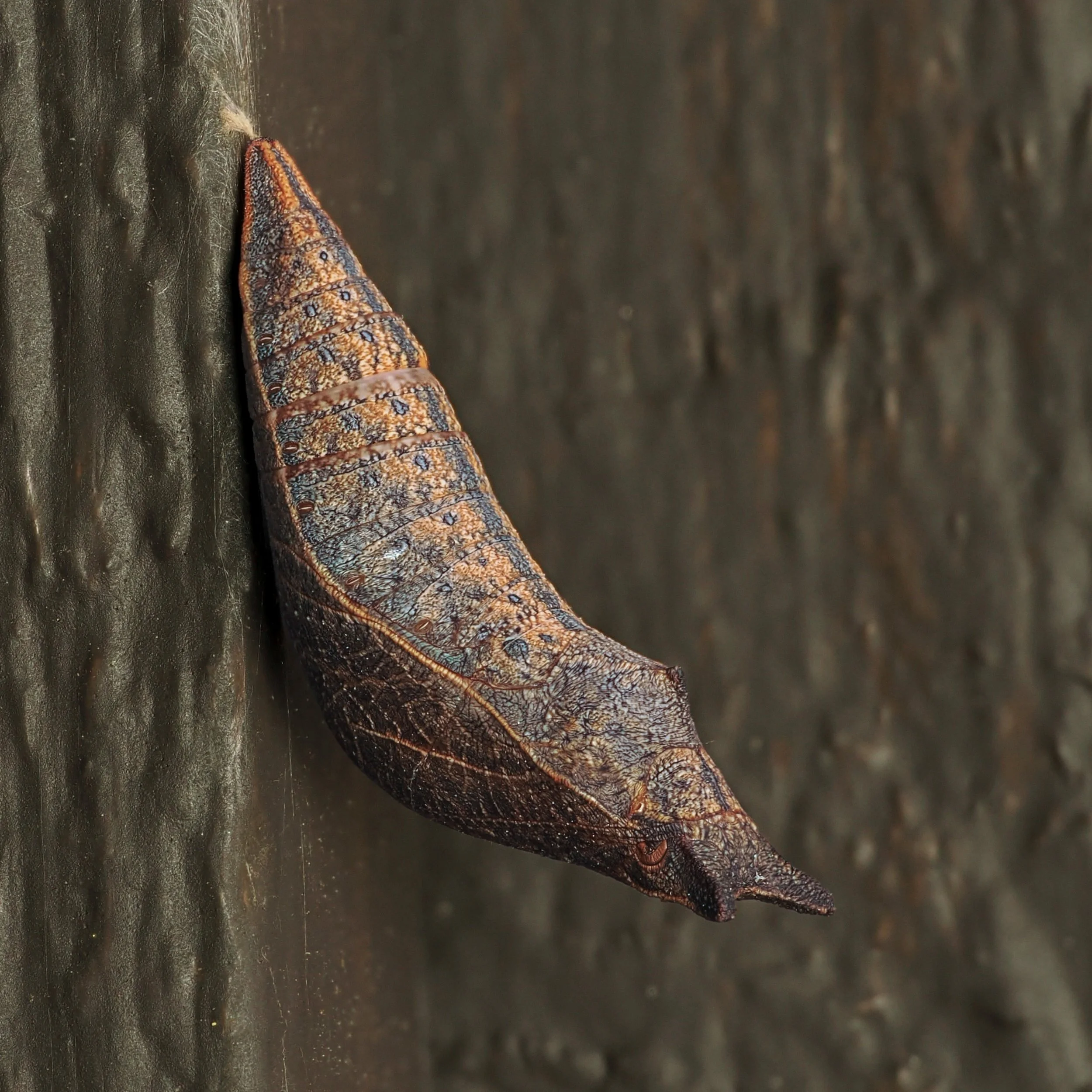 Spicebush swallowtail chrysalis

Love seeing the unseen with our 90mm macro lens!

@omsystem.americas @omsystem.cameras #omsystem #spicebush #MZuiko #90mm #lisatomphotos