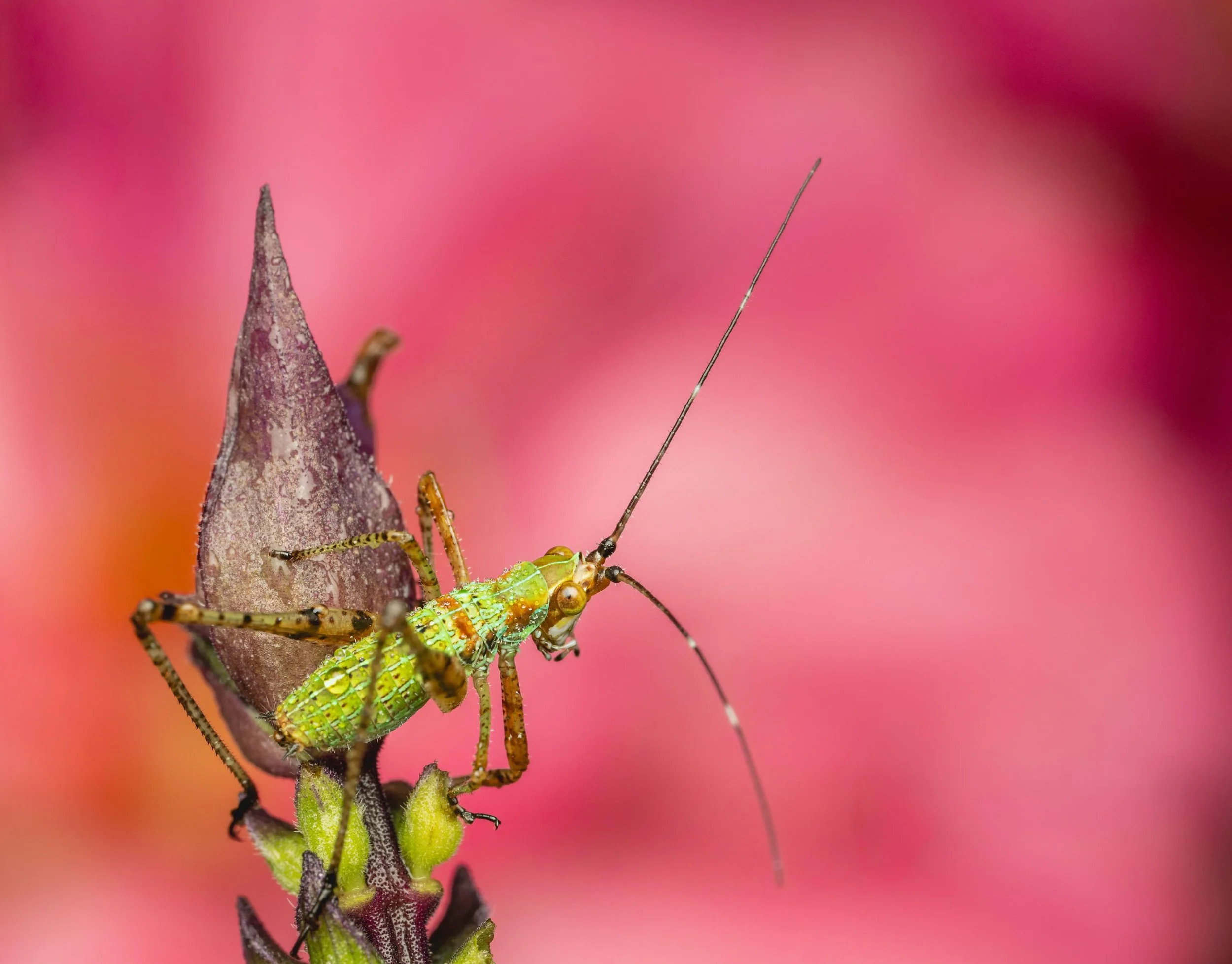 Love seeing the unseen with our 90mm macro lens!

@omsystem.americas @omsystem.cameras #omsystem #MZuiko #90mm #lisatomphotos