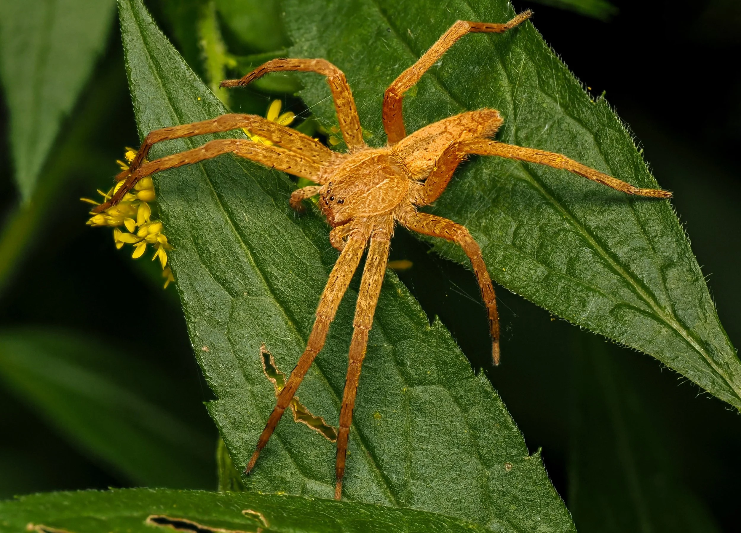 Spider
Focus stacked, in-camera, handheld, six stacks

Taken with the @omsystem.americas M Zuiko 90mm macro lens on the @omsystem.cameras OM-1 mark II using the @akdiffuser on the fl700 flash