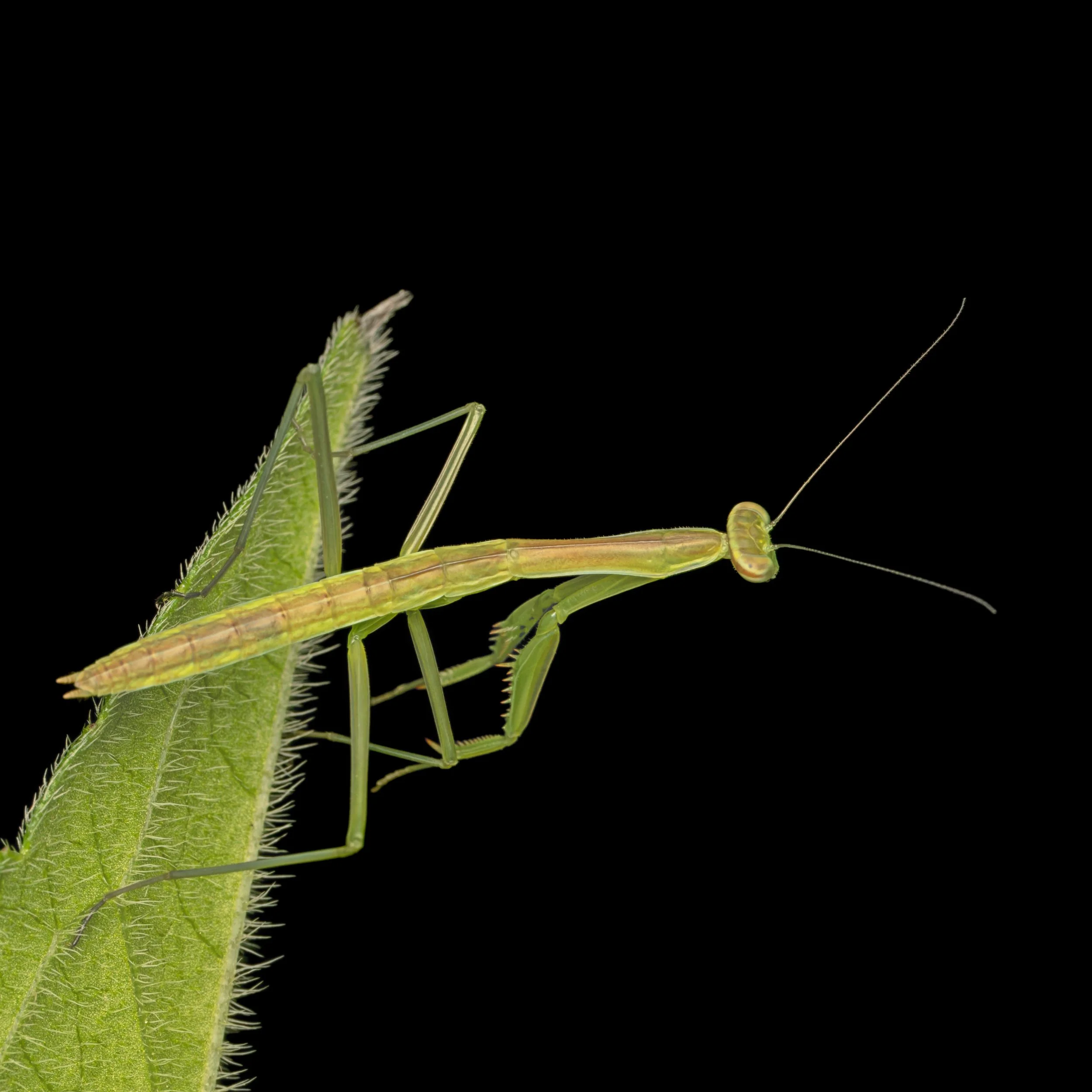 Love seeing the unseen with our 90mm macro lens!

Praying mantis

@omsystem.americas @omsystem.cameras #omsystem #MZuiko #90mm #lisatomphotos