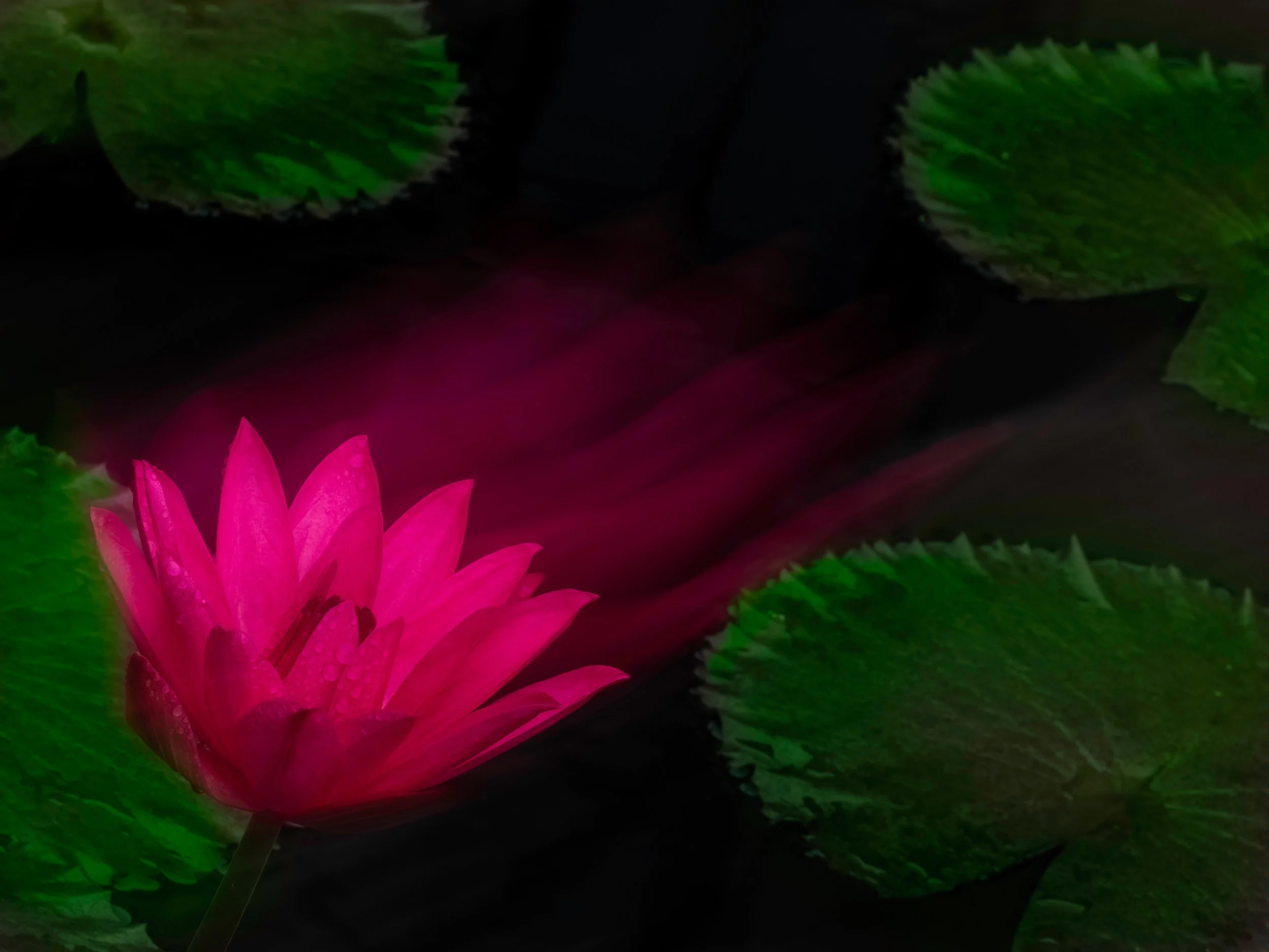 Multiple exposure, in-camera

Taken, handheld, with the @omsystem.americas M Zuiko 40-150 f2.8 lens plus 1.4X teleconverter on the @omsystem.cameras OM-1 mark II

#mutliple exposure #ICM #waterlily #omsystem #lisatomphotos