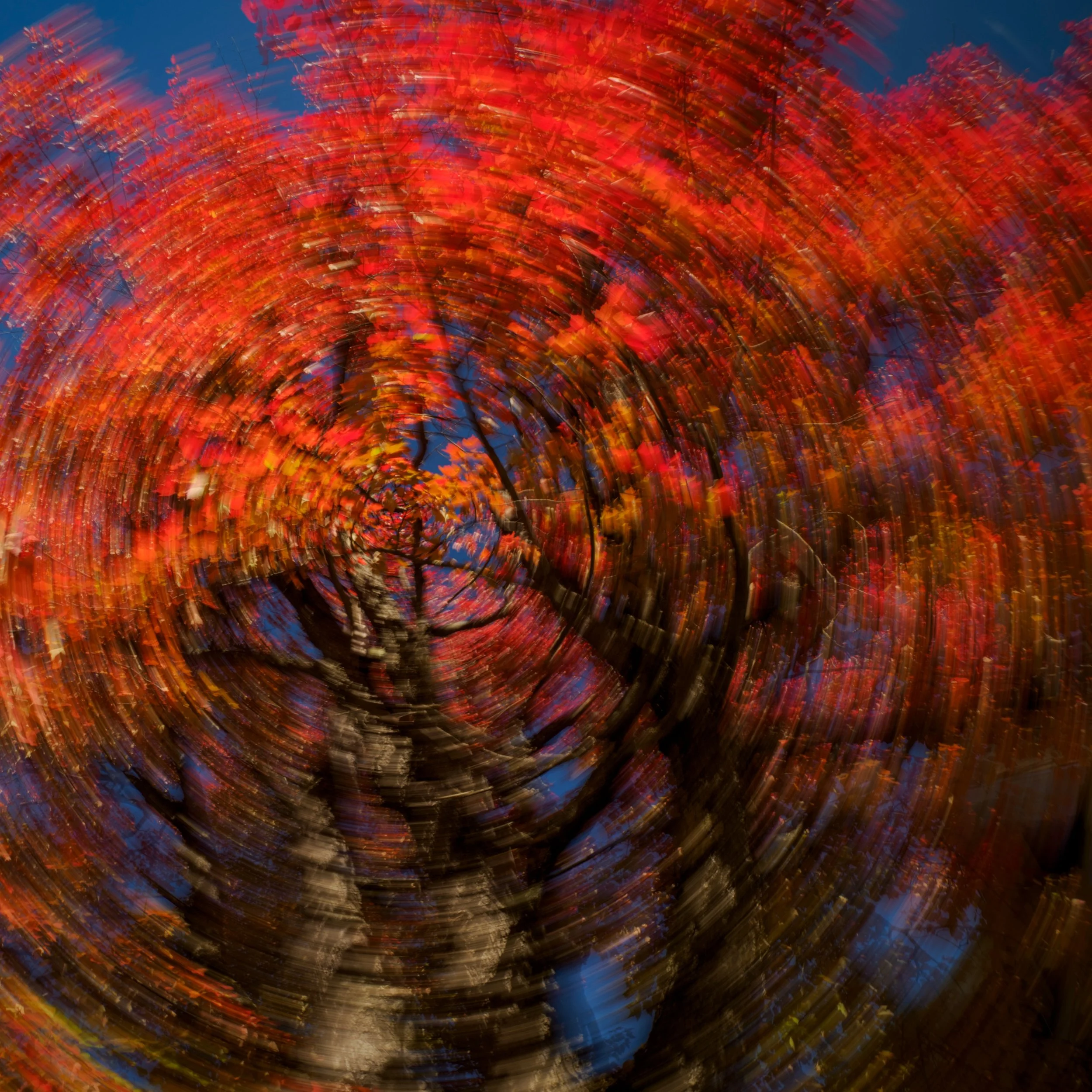 ICM with this year's awesome Fall foliage! The colros are just WOWZA

turned the @omsystem.americas OM-3 camera during this exposure using Live ND (@omsystem.cameras 8-25mm lens)

#ICM #fallfoliage #autumncolors #omsystem #lisatomphotos