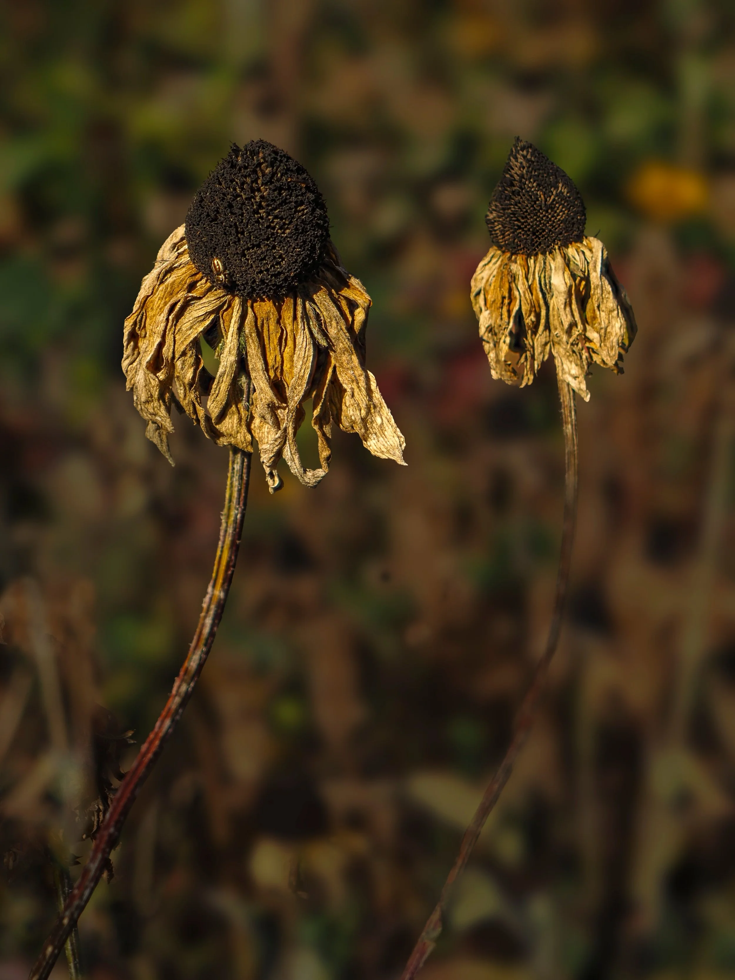 Wabi Sabi with the @omsystem.americas Pen camera.

Focus stacked, in-camera, 8 stacks 
Taken, handheld, with the 14-42mm lens.

#wabisabi #autumn #focusstacking #omsystem #lisatomphotos
