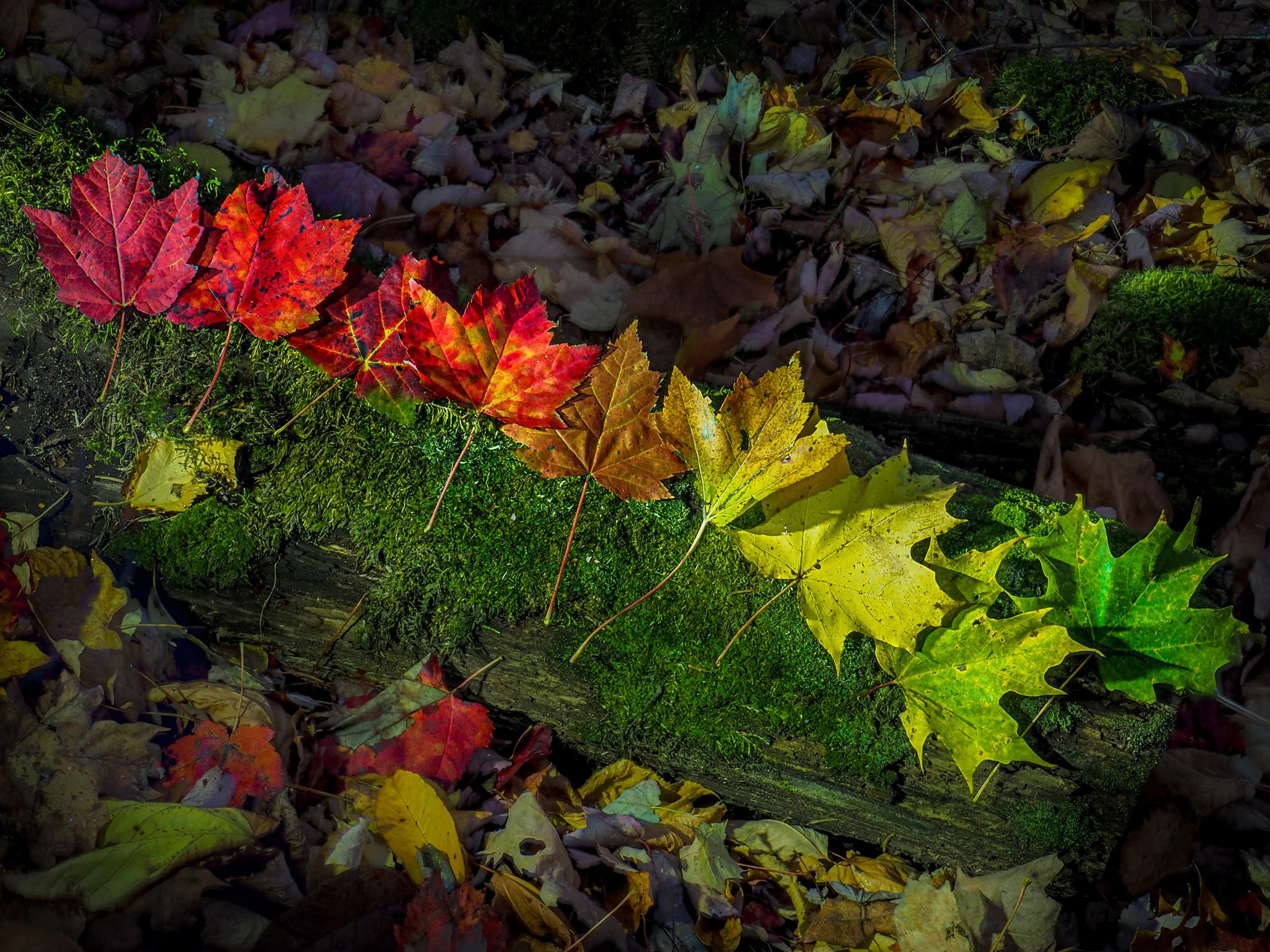 Fall in love with fall
Fall in love with light painting
300 images stacked in-camera using lighten blend mode using daylight live composite

Taken with the @omsystem.americas M Zuiko 14-42mm lens on the @omsystem.cameras new Pen camera 
#omsystem #li
