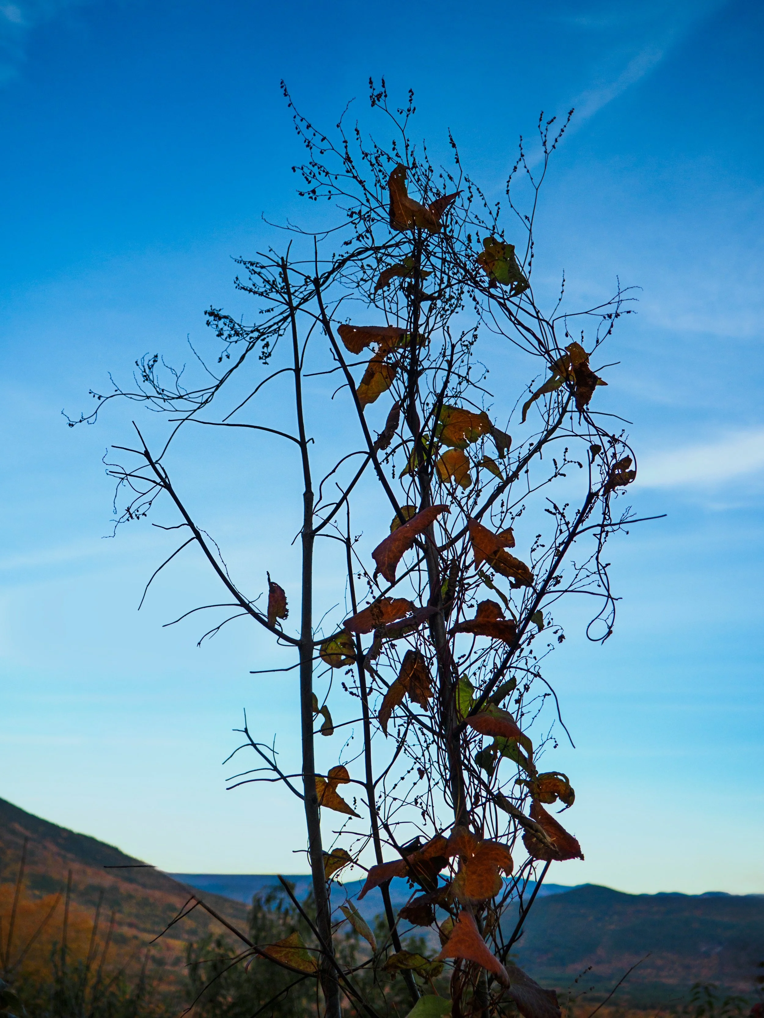 Fall wabi sabi 
Reminds me of a David Smith sculpture

Taken with the @omsystem.americas M Zuiko 14-42mm lens on the @omsystem.cameras new Pen camera 

#omsystem #lisatomphotos #wabisabi #omsystempen #autumn #fallleaves