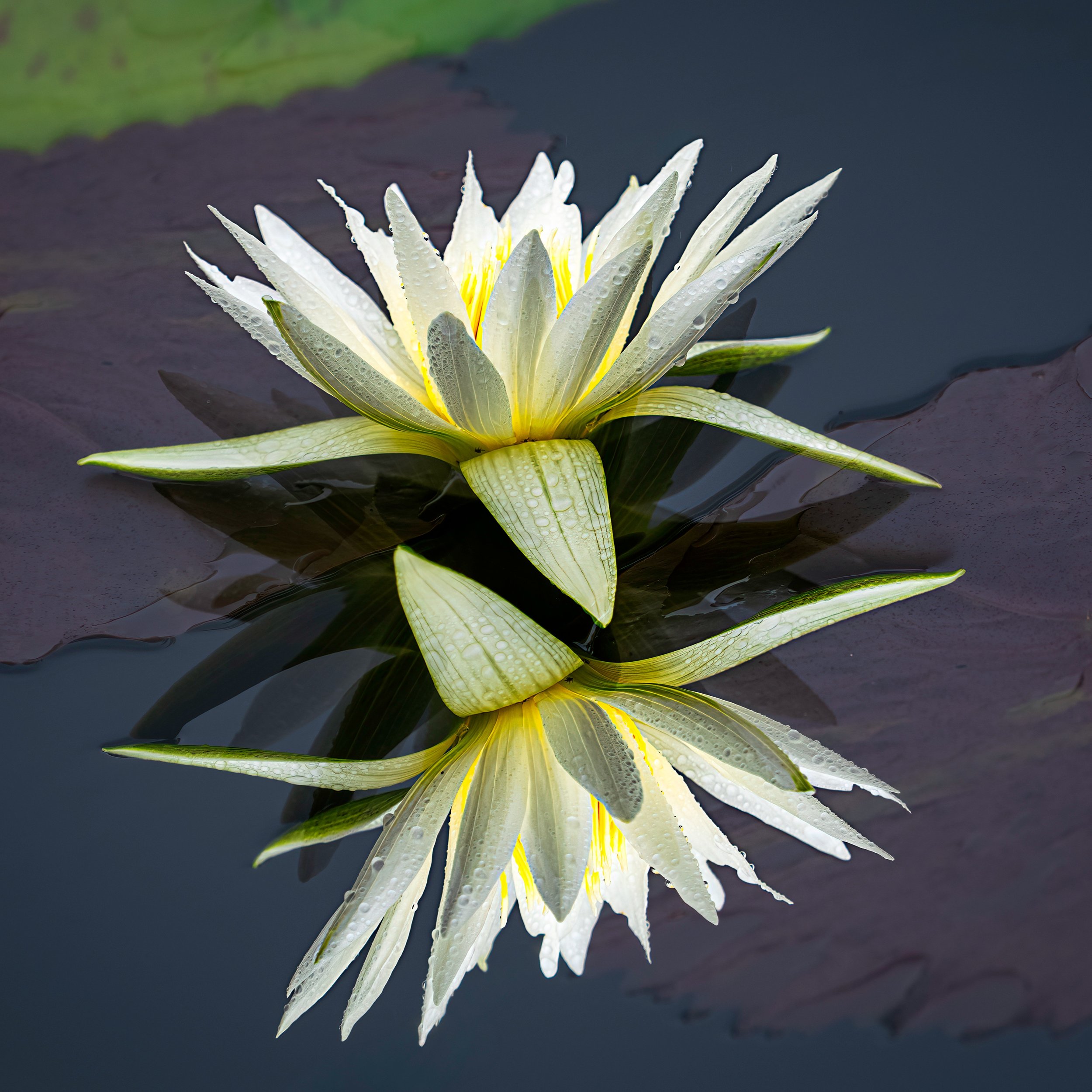 Multiple exposure, in-camera

Taken, handheld, with the @omsystem.americas M Zuiko 40-150 f2.8 lens plus 1.4X teleconverter on the @omsystem.cameras OM-1 mark II

#multipleexposure #longwoodgardens #waterlily #omsystem #lisatomphotos