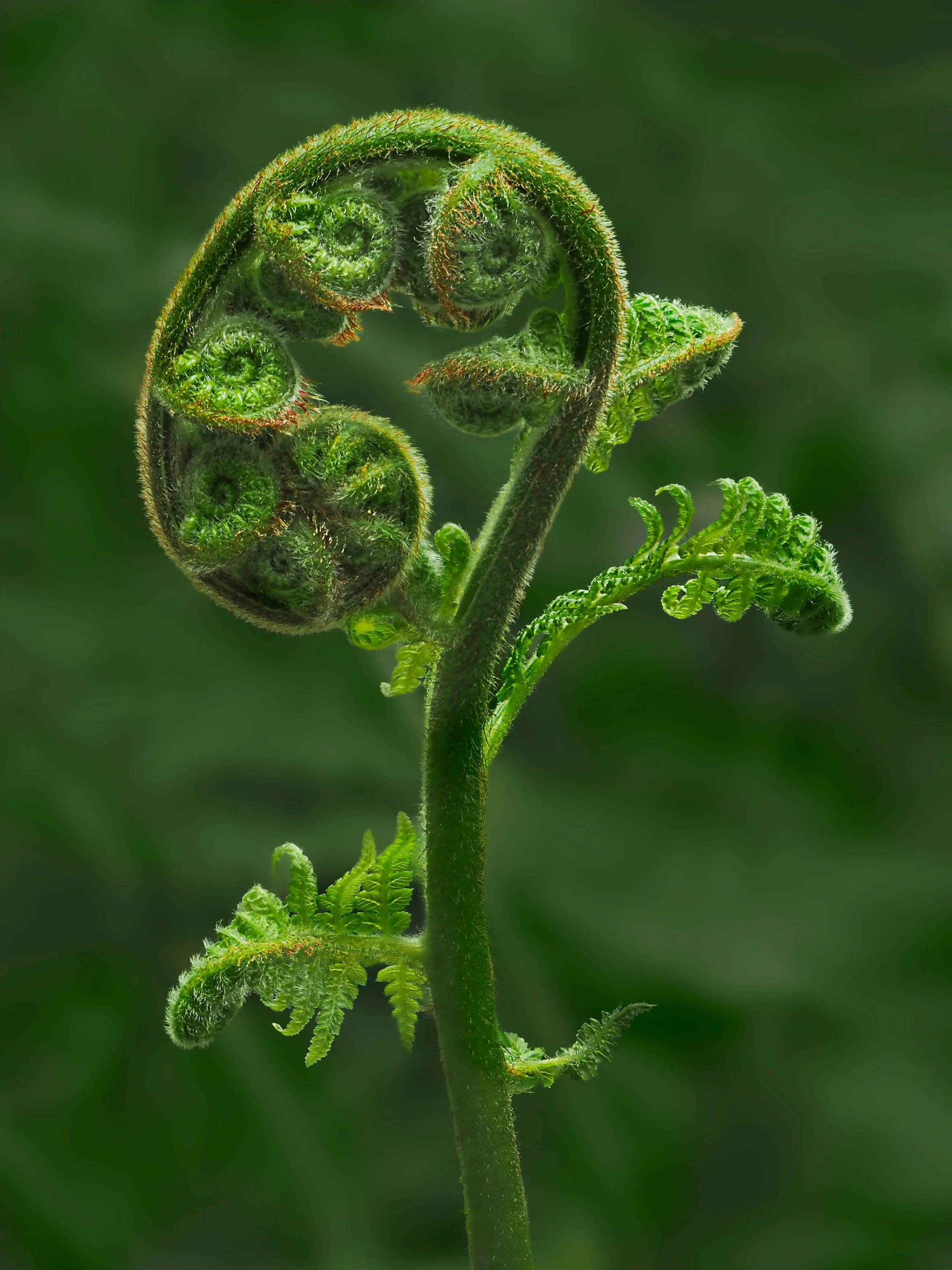 Fiddlehead.
Taken, handheld, with the @omsystem.americas Pen camera.

Focus-stacked, in-camera, 8 stacks
Taken, handheld, with the 14-42mm lens.

#fiddlehead #fern #focusstacking #omsystem #lisatomphotos #omsystempen