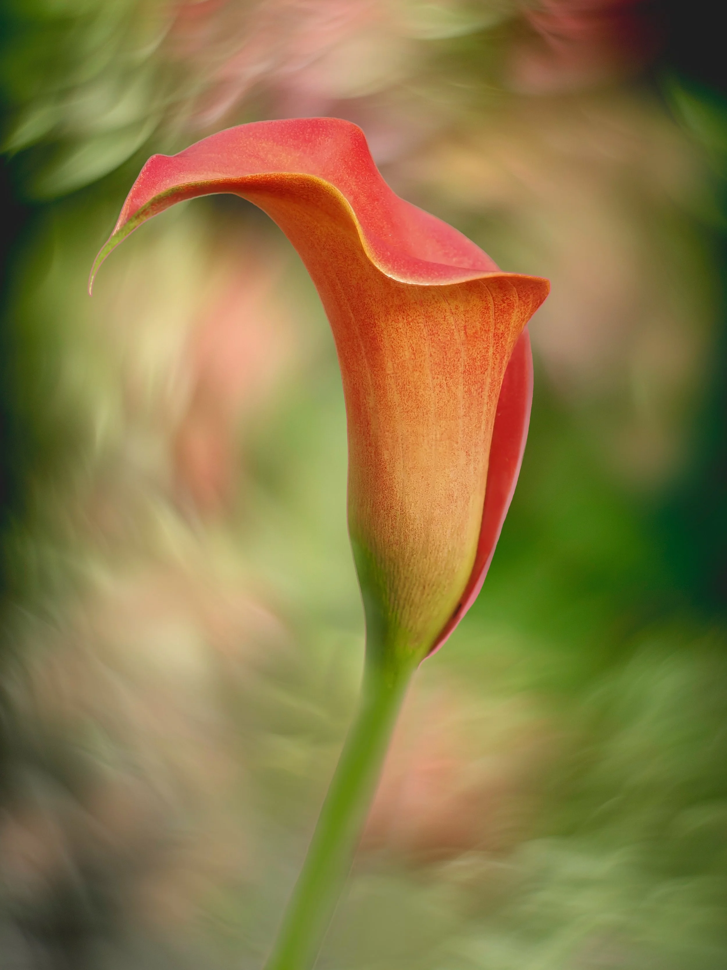 Multiple exposure
Call Lily

Fiddlehead.
Taken, handheld, with the @omsystem.americas Pen camera and 14-42mm lens.

#multipleexposure #callalily #focusstacking #omsystem #lisatomphotos #omsystempen