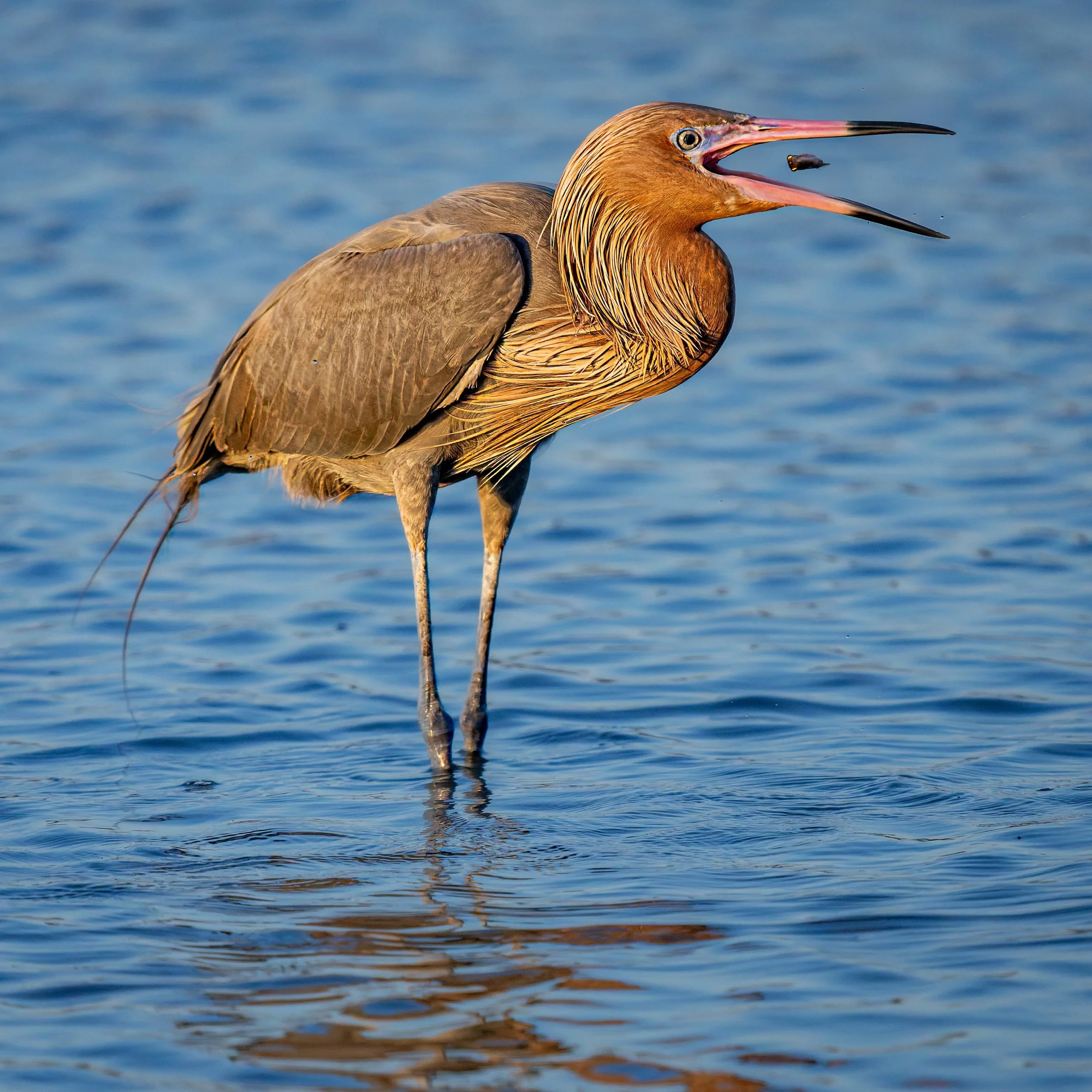 Reddish Egret

Taken, handheld, with the @omsystem.americas M Zuiko 150-400mm lens on the @omsystem.cameras OM-1 mark II using Pro Capture to consistently get every splash and every meal

#omsystem #reddishegret #procapture #lisatomphotos #natturepho