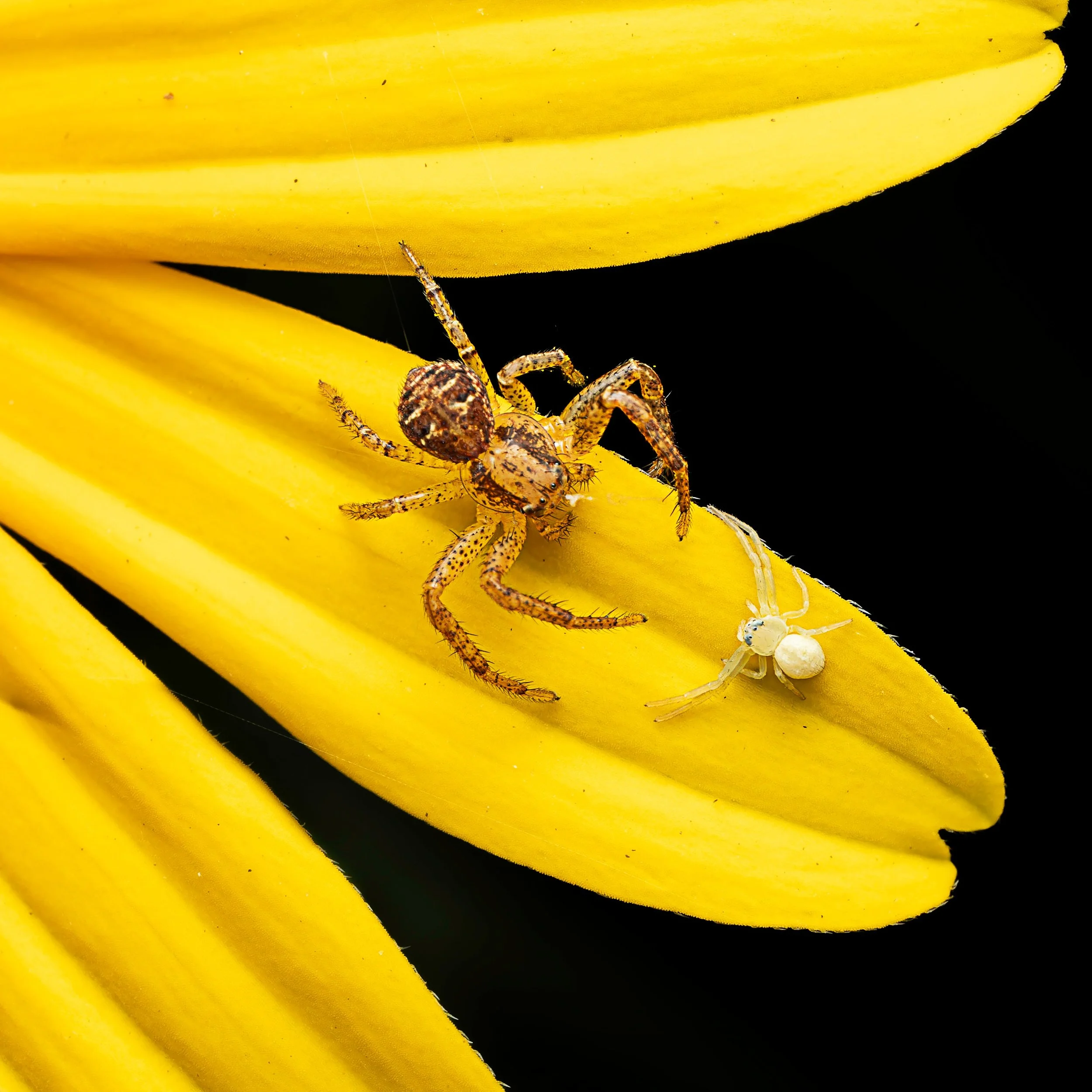 Spider Standoff

swipe right for specs

Taken handheld, with the @omsystem.americas M Zuiko 90mm macro lens on the OM-1 Mark II.