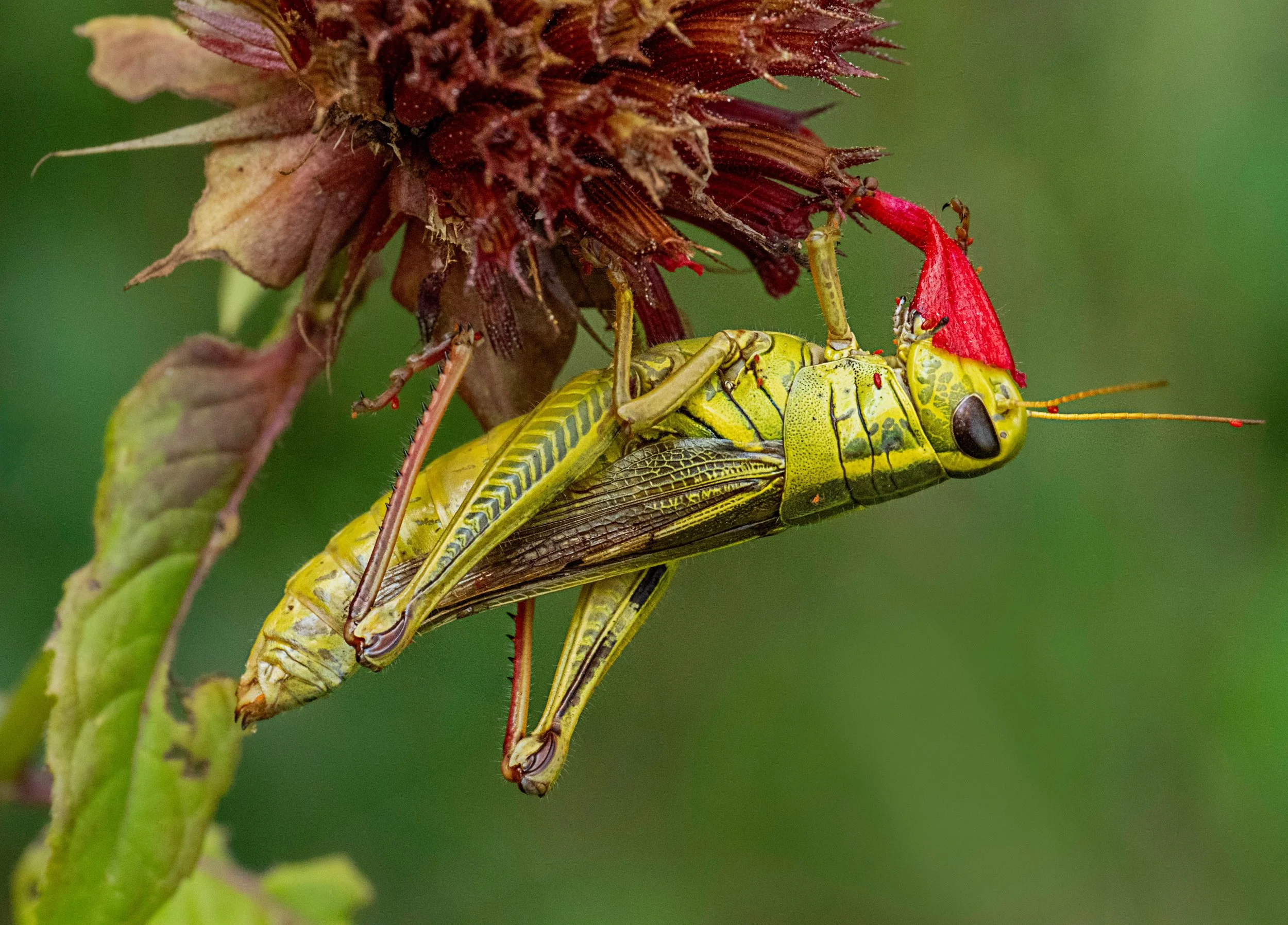 Stop and smell the flowers
I love this grasshopper, as it appears to be smelling this BeeBalm, LOL

Swipe right for camera settings

Taken, handheld, with the @omsystem.americas M Zuiko 90mm lens on the OM-1 makr II

#omsystem #itsinournature #gassho
