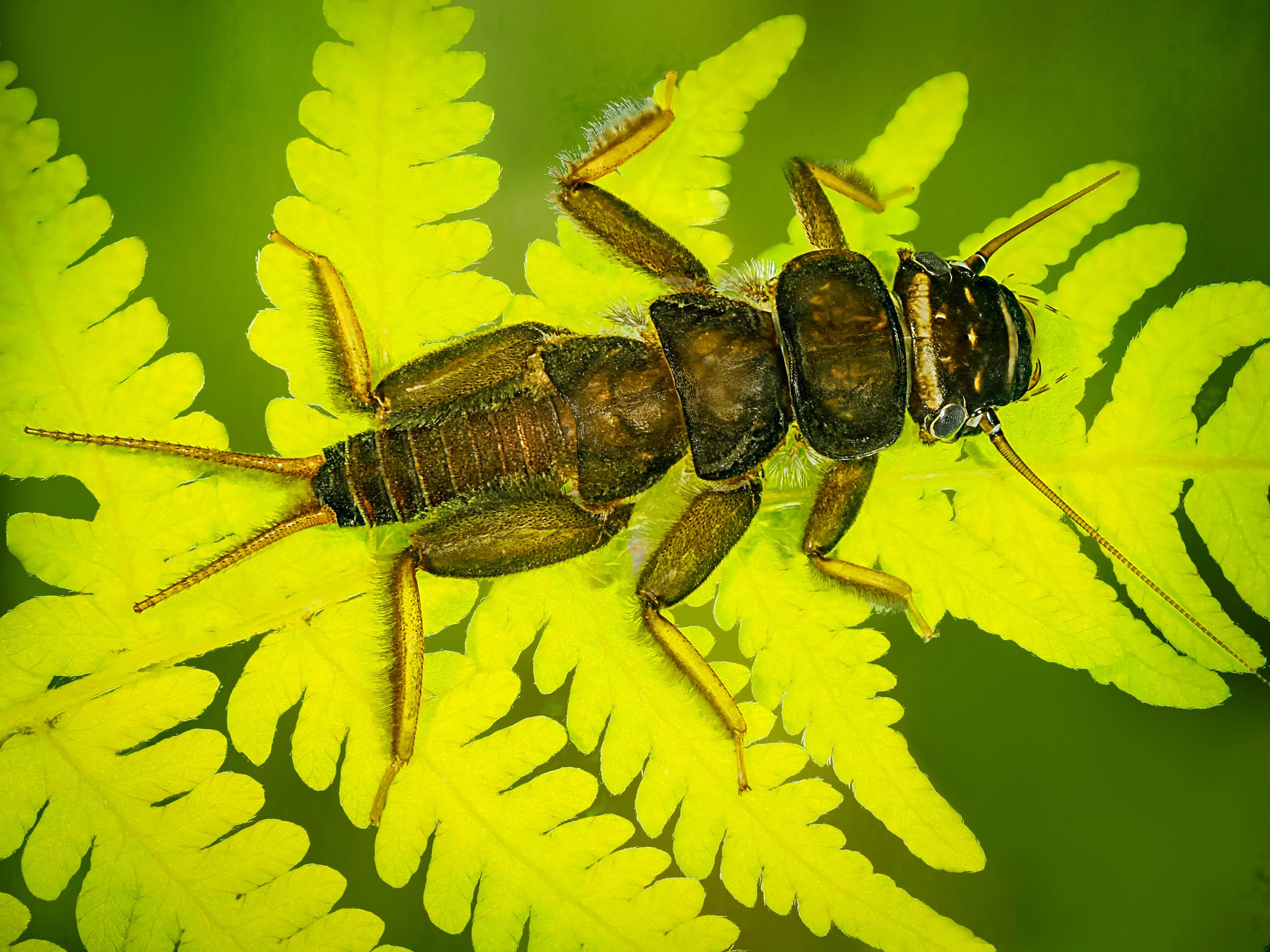 Stonefly Naiad (three, swipe right)

Taken using the @omsystem.americas M Zuiko 90mm macro lens on the @omsystem.cameras OM-1 mark II using @smallrig LED lights with these aquatic insects inside DIY glass habitats created by the amazing @ericsrock fo