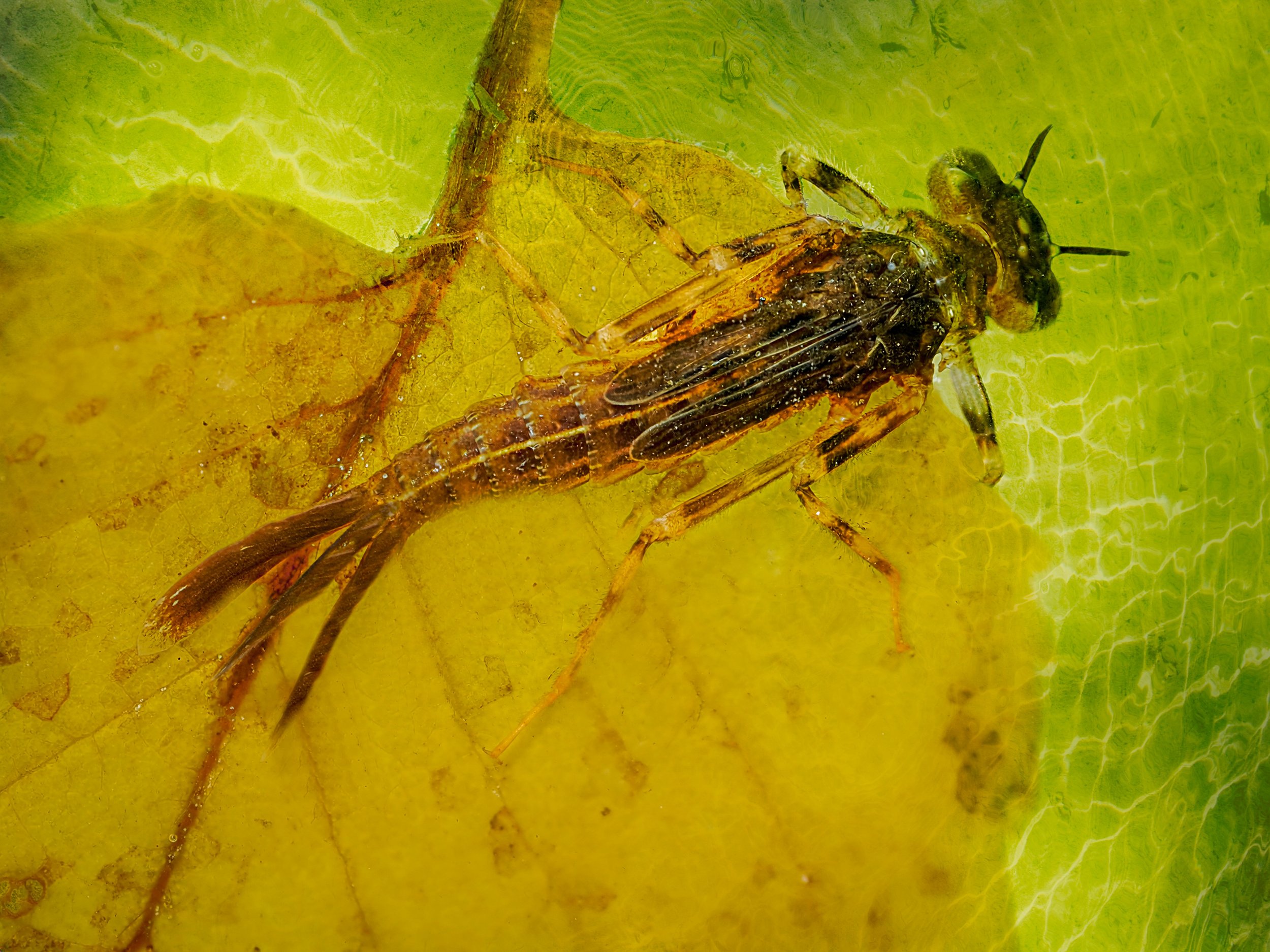 Damselfly Naiad. Zygoptera (naiad). You can see its wings, waiting the next phase of its life

Taken using the @omsystem.americas M Zuiko 90mm macro lens on the @omsystem.cameras OM-1 mark II using @smallrig LED lights with these aquatic insects insi
