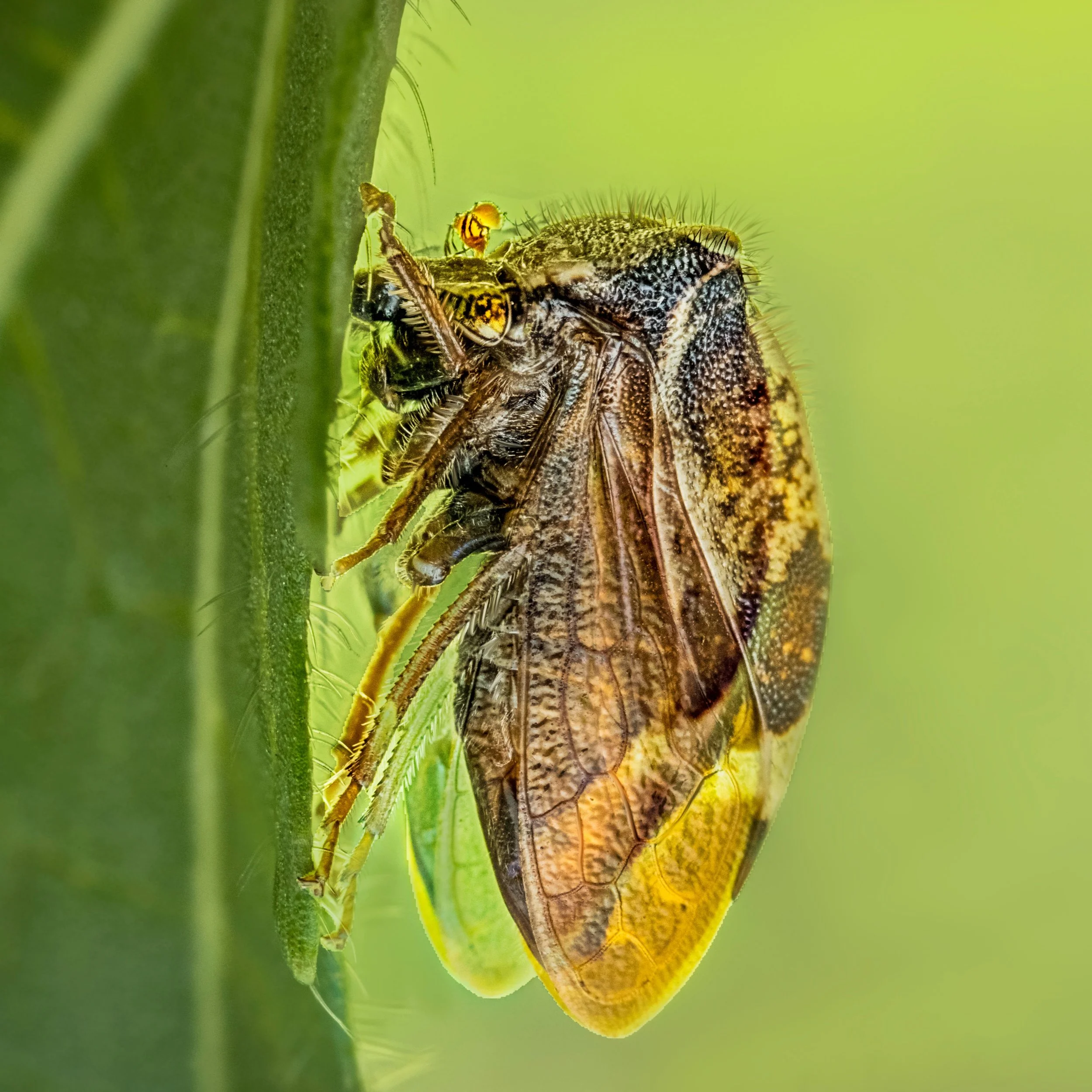 Two-horned treehopper. Stictocephala diceros
Fun fact: They can communicate by sending vibrations through plant stems and leaves. 

Taken, handheld. using the @omsystem.americas M Zuiko 90mm macro lens on the @omsystem.cameras OM-1 mark II using the 