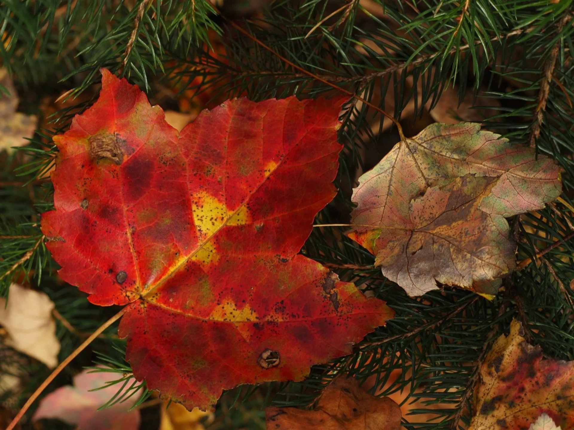Falling for fall
