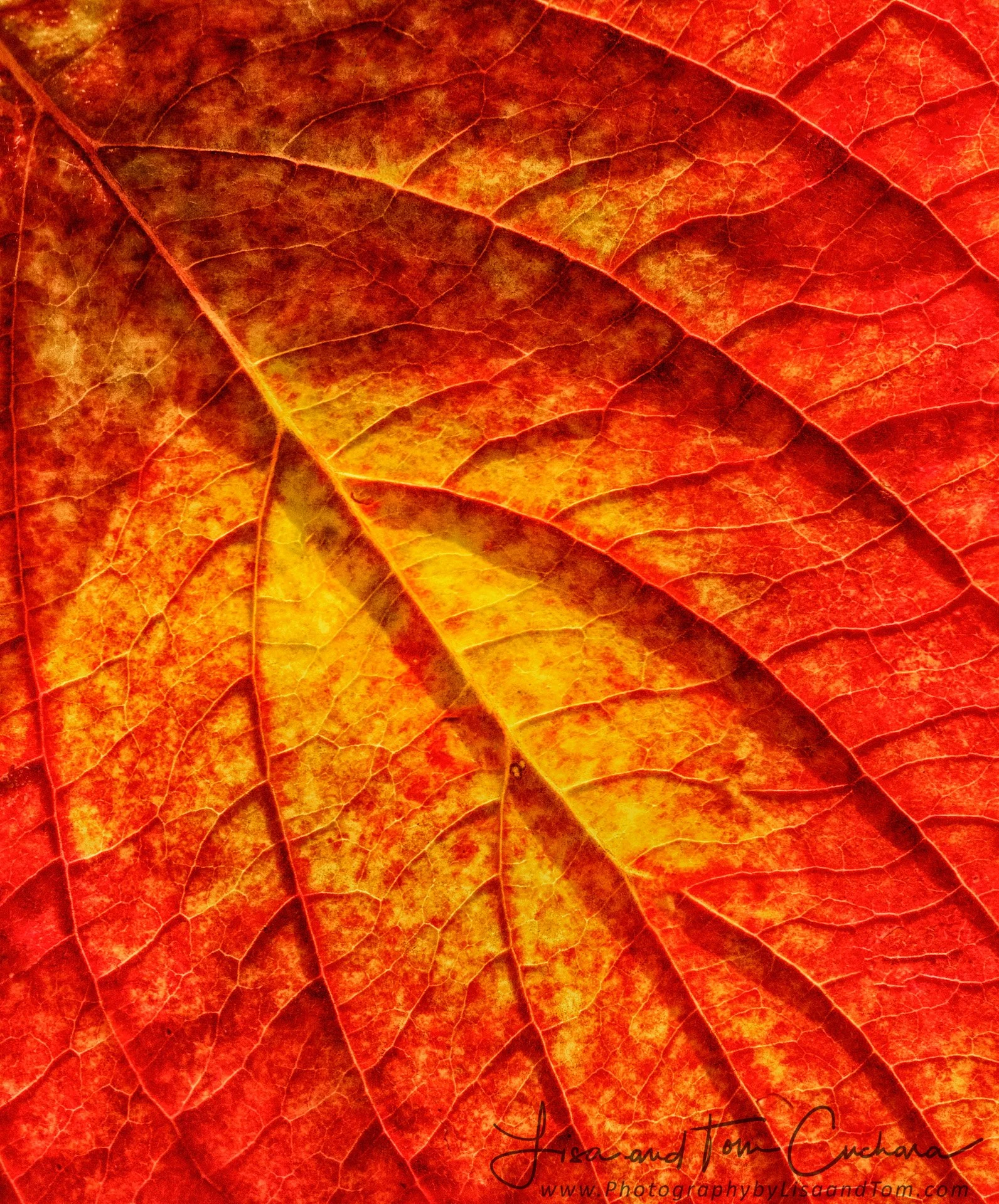 21301bw_101121_104507_EM1M3L122 copy.jpeg